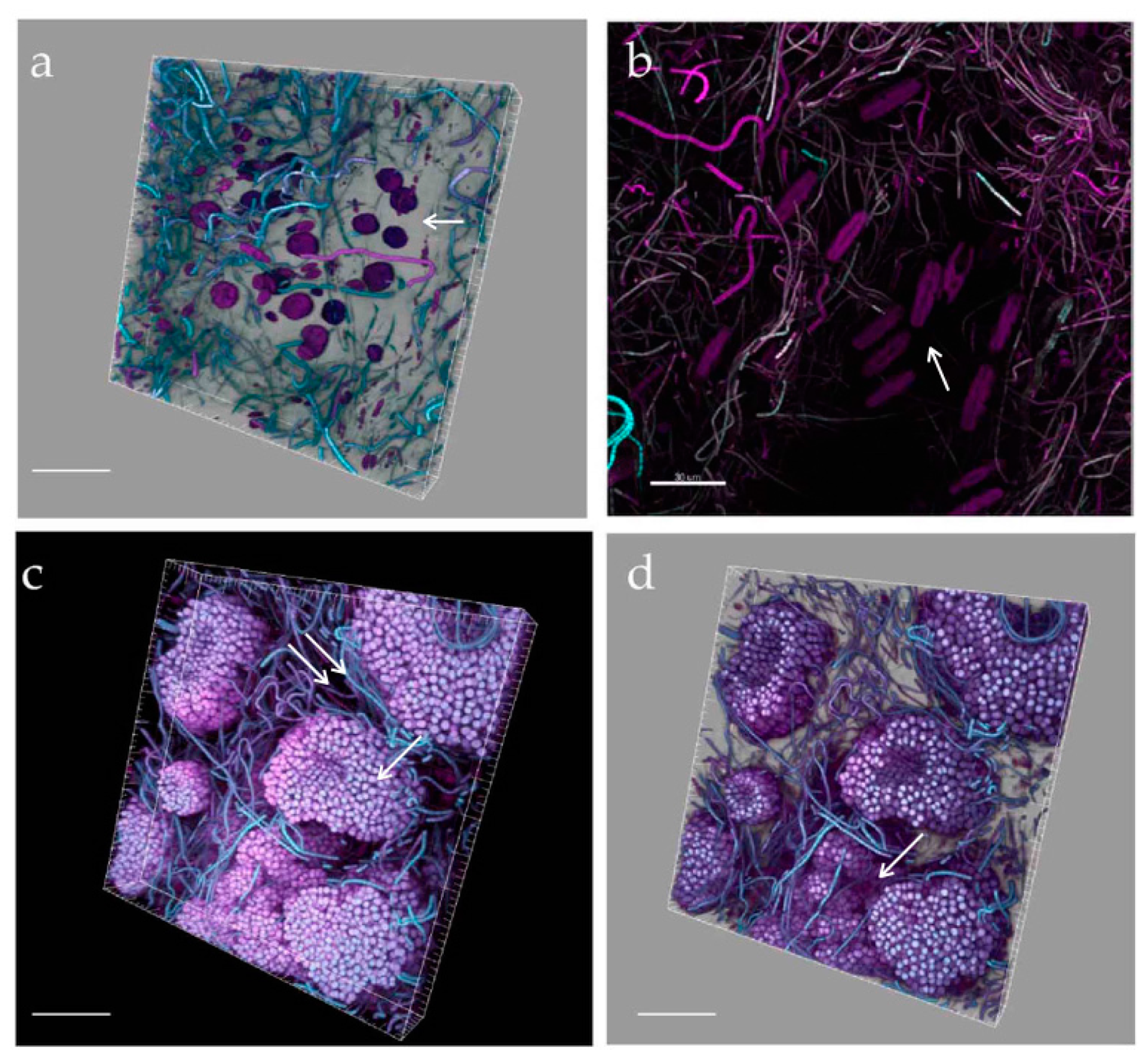 Microorganisms 05 00046 g010