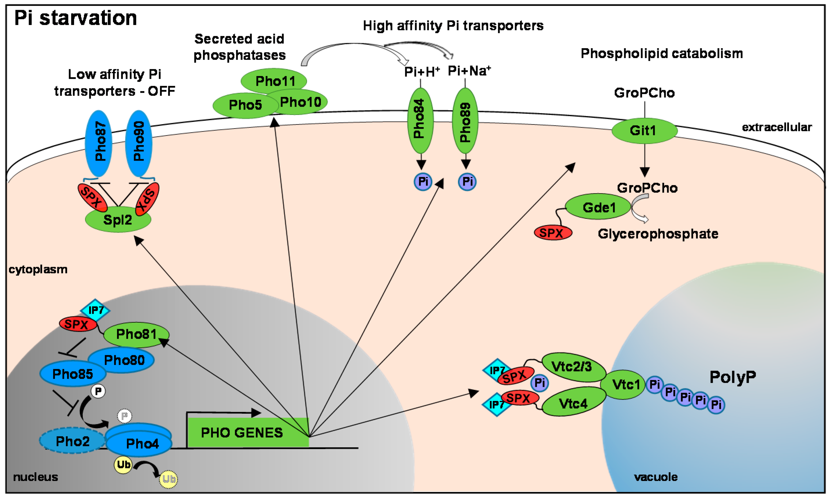Microorganisms 05 00048 g001
