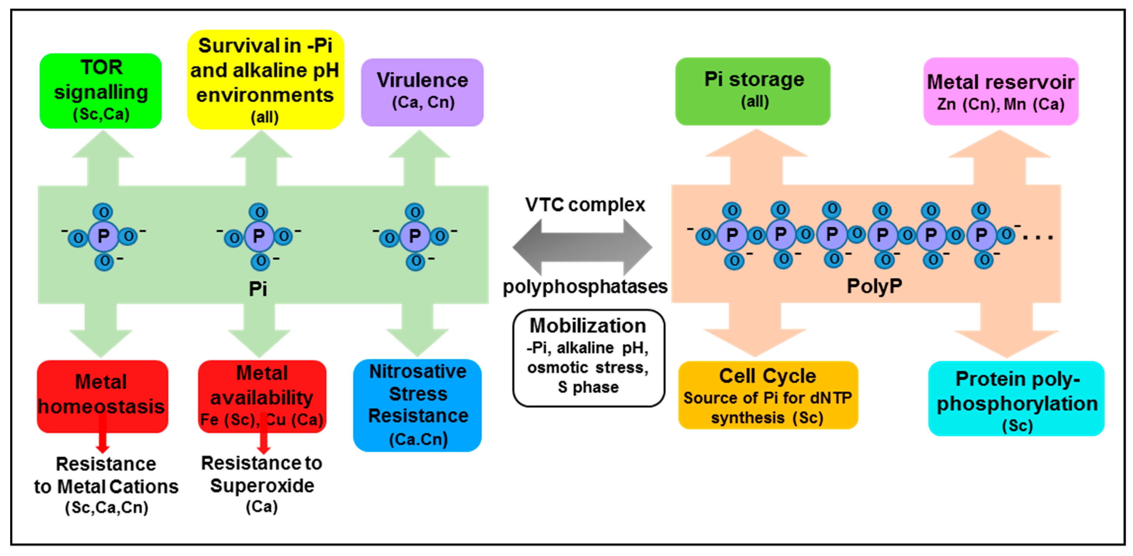 Microorganisms 05 00048 g002