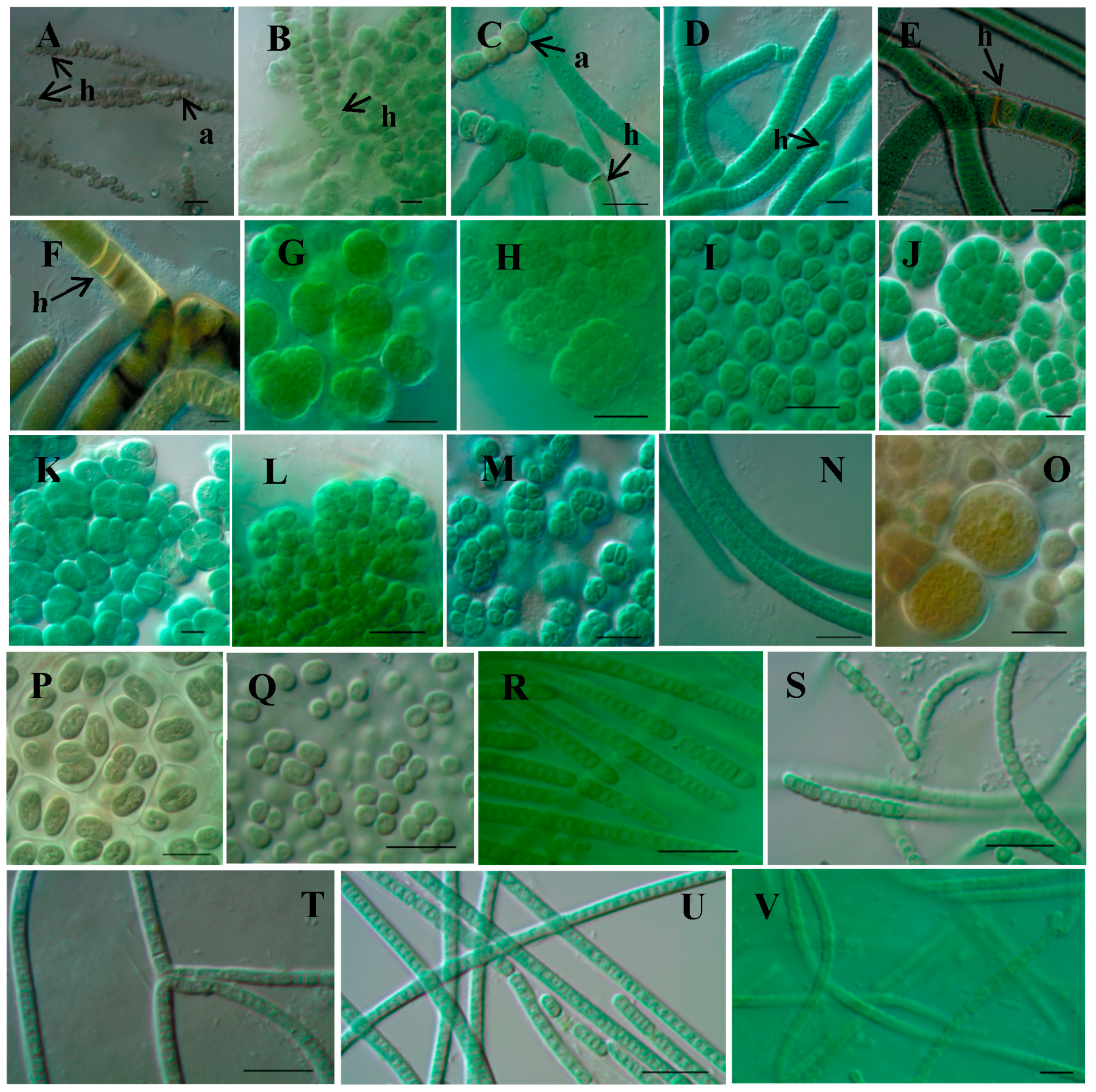 Microorganisms 05 00069 g003
