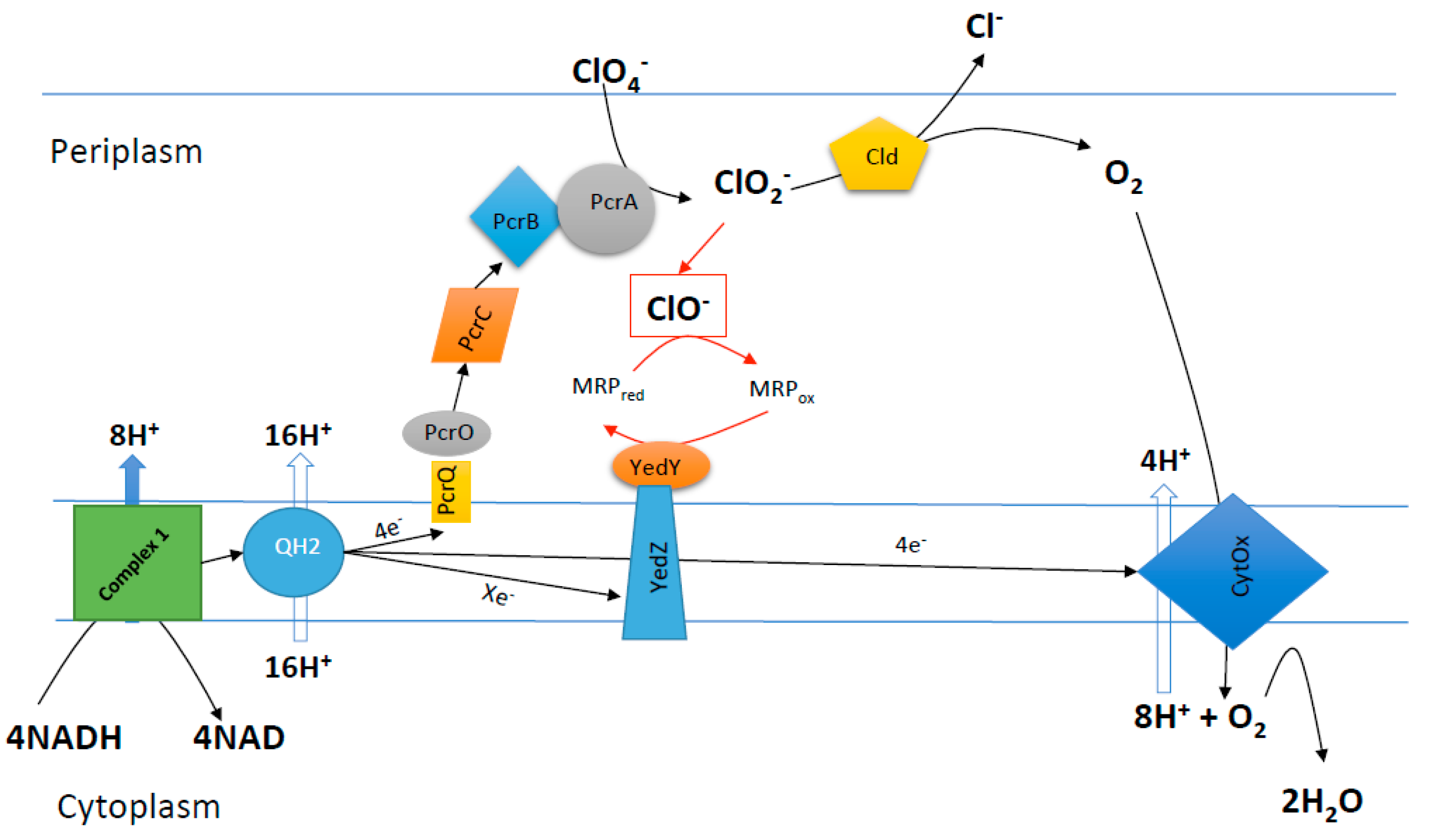 Microorganisms 05 00076 g001