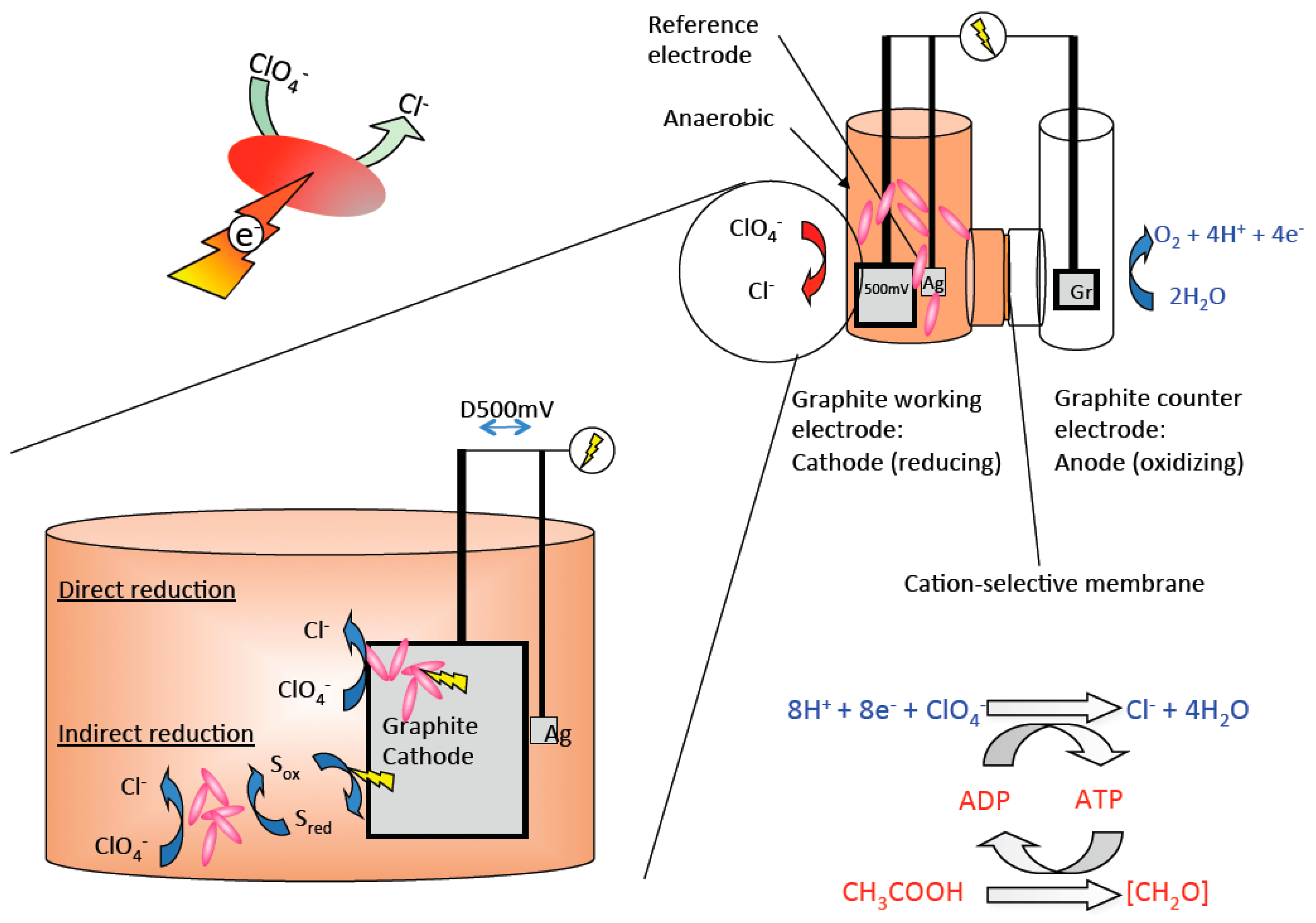 Microorganisms 05 00076 g002