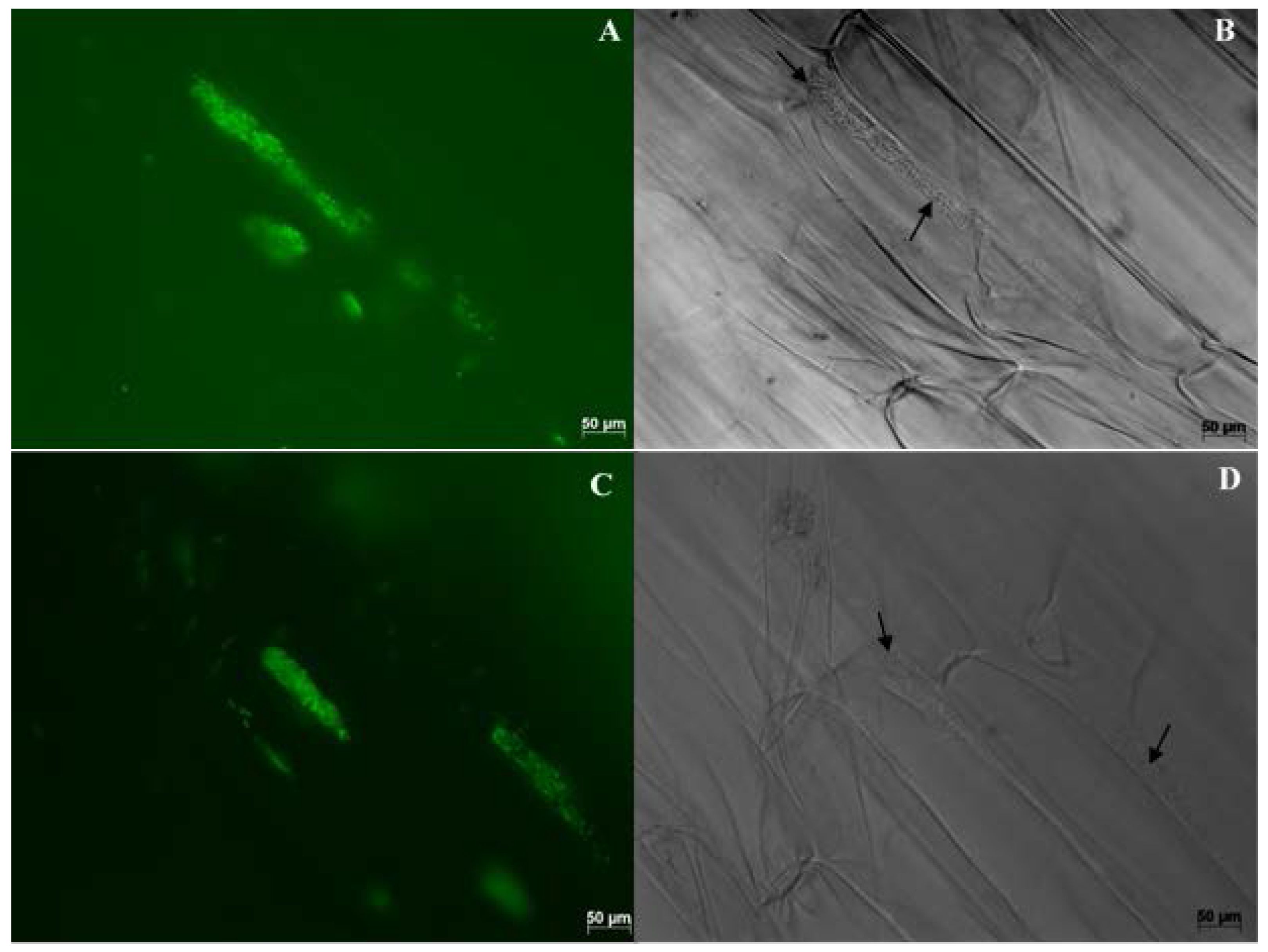 Microorganisms 05 00077 g004