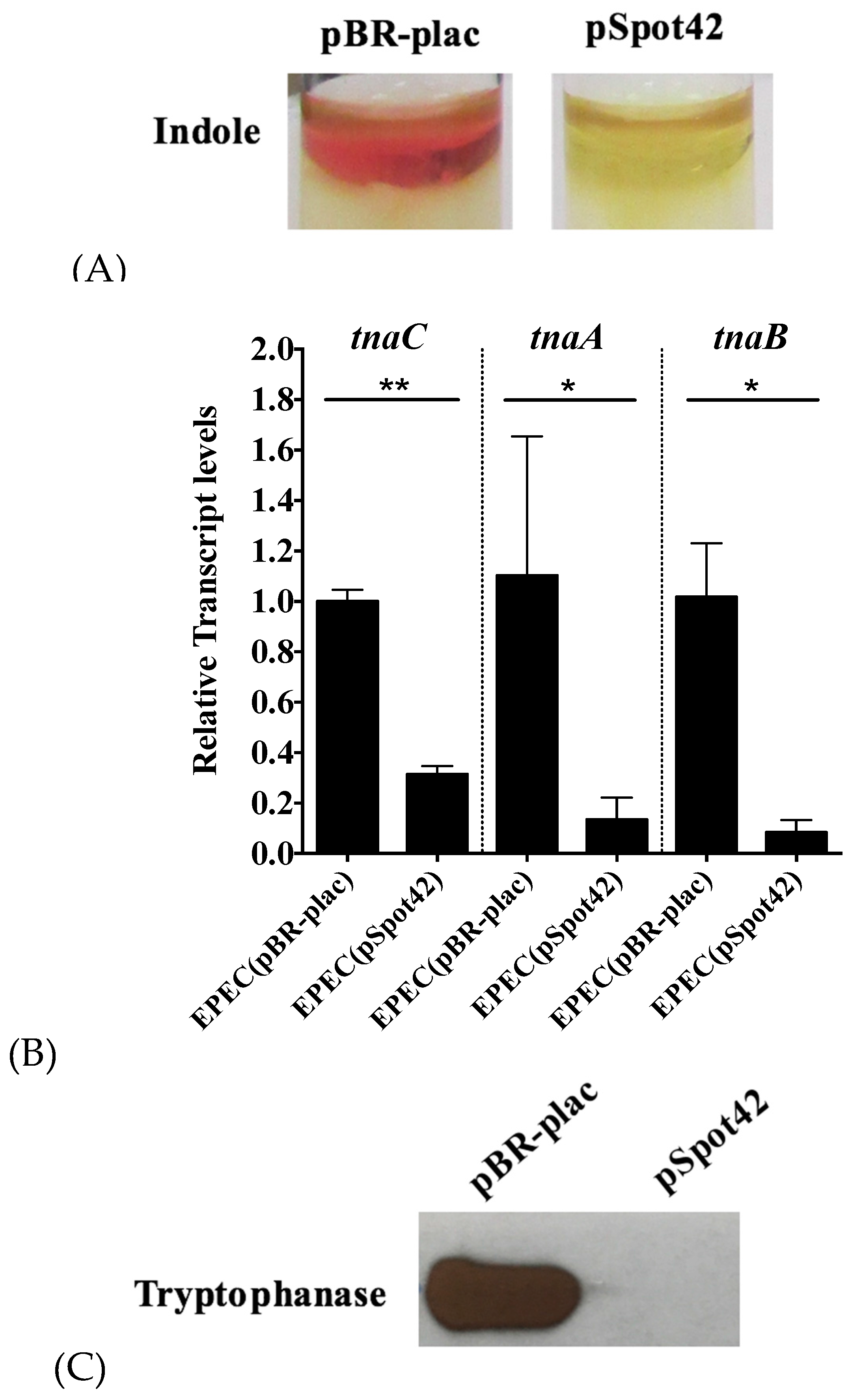 Microorganisms 05 00078 g001