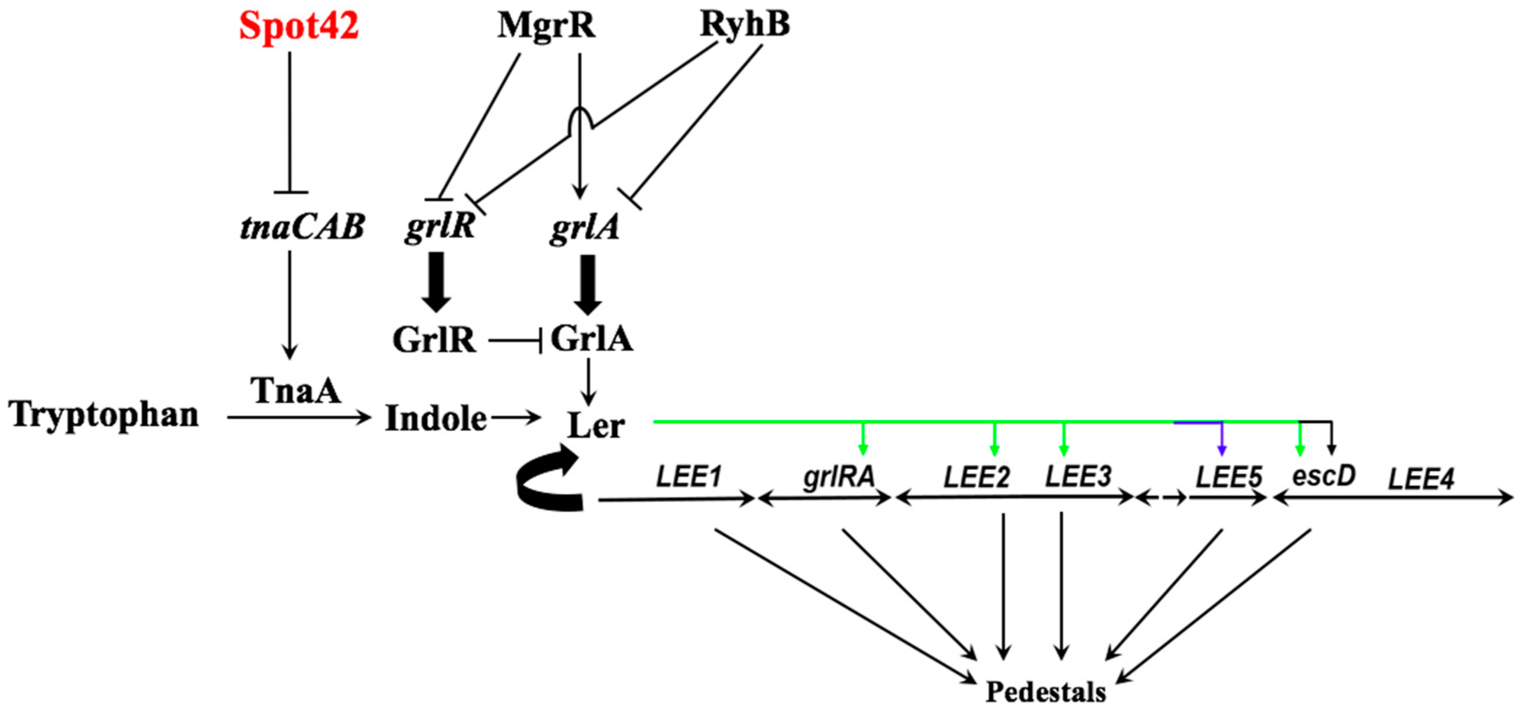 Microorganisms 05 00078 g004