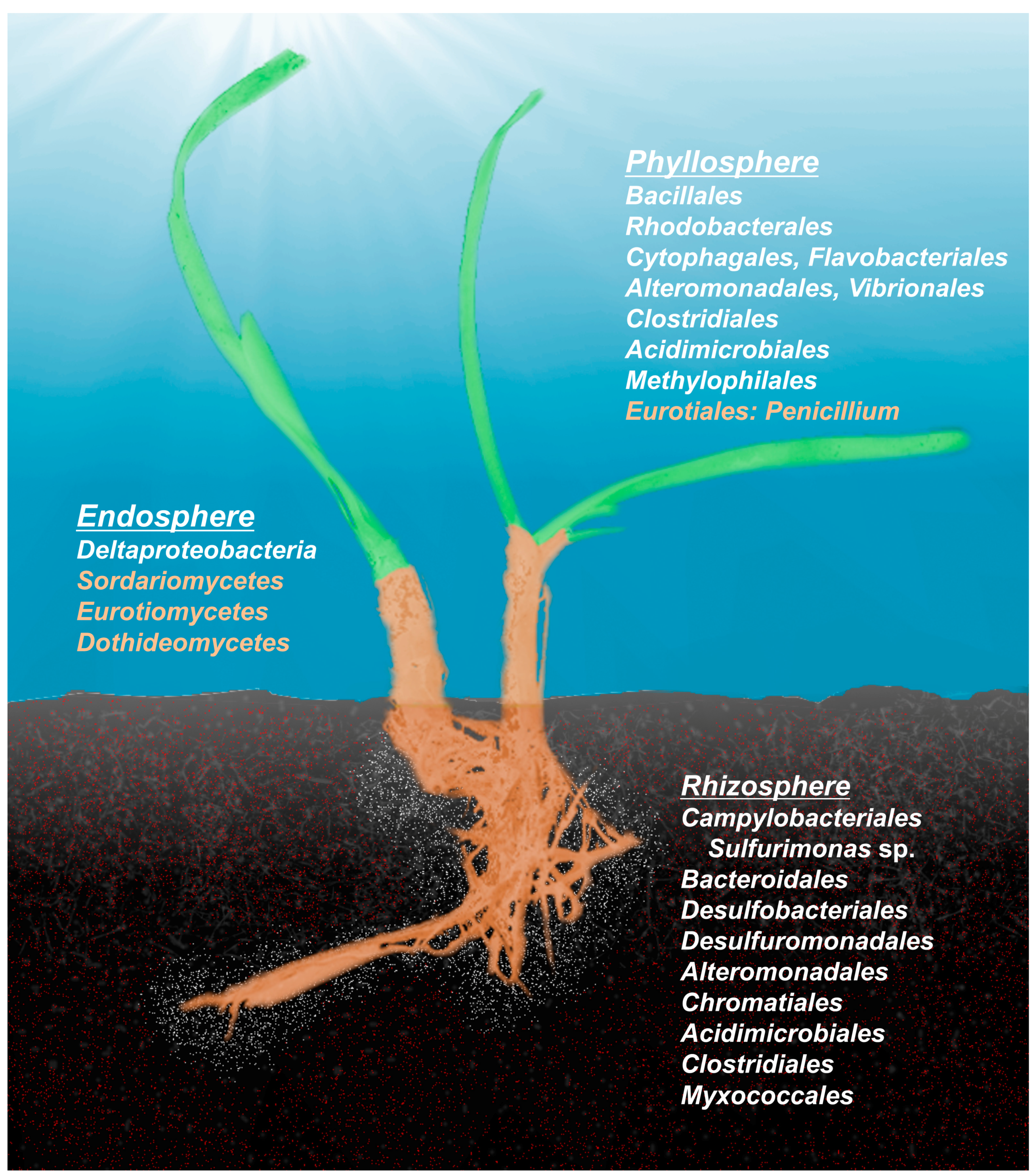 Microorganisms 05 00081 g002