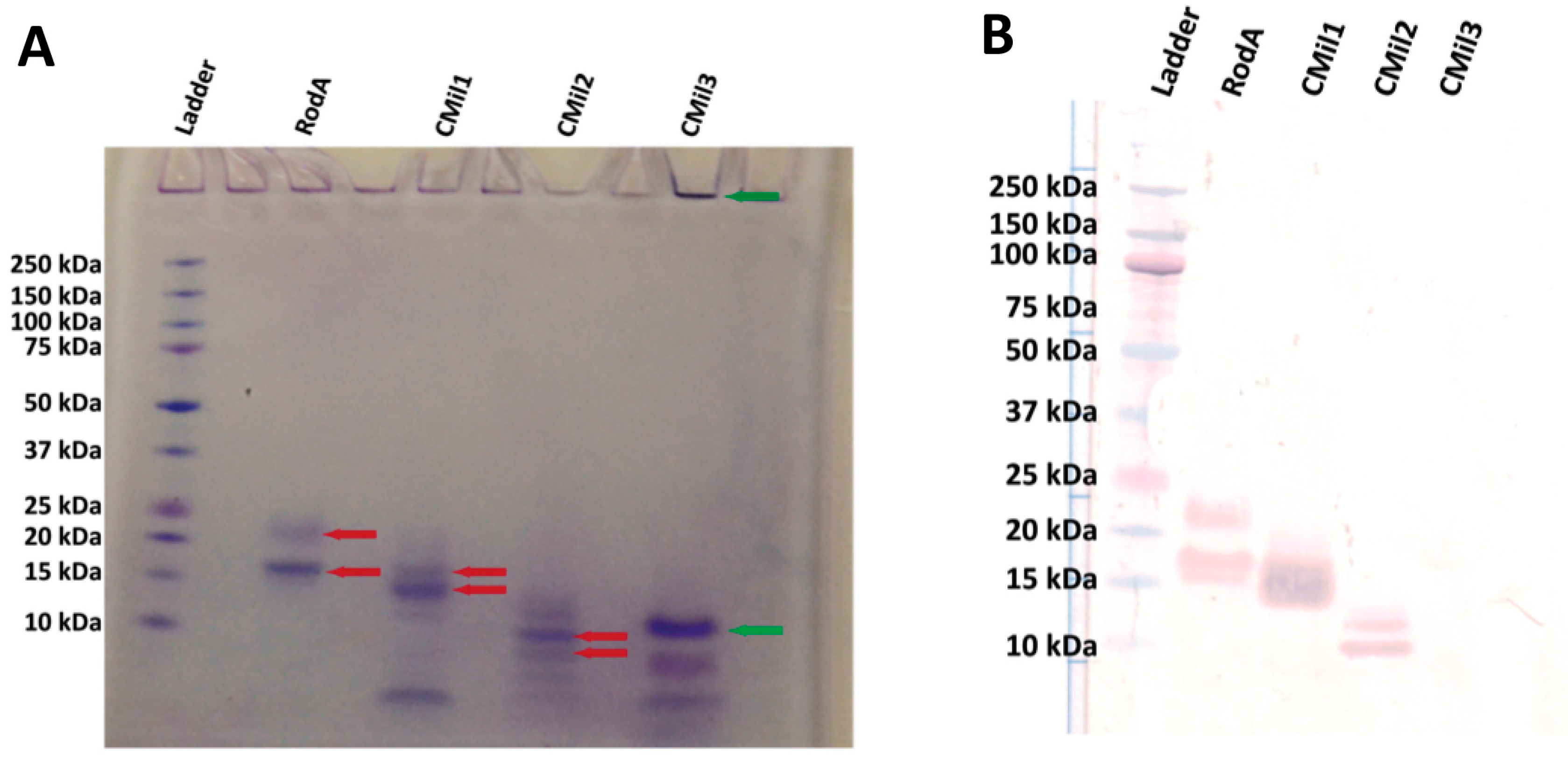 Microorganisms 06 00003 g008
