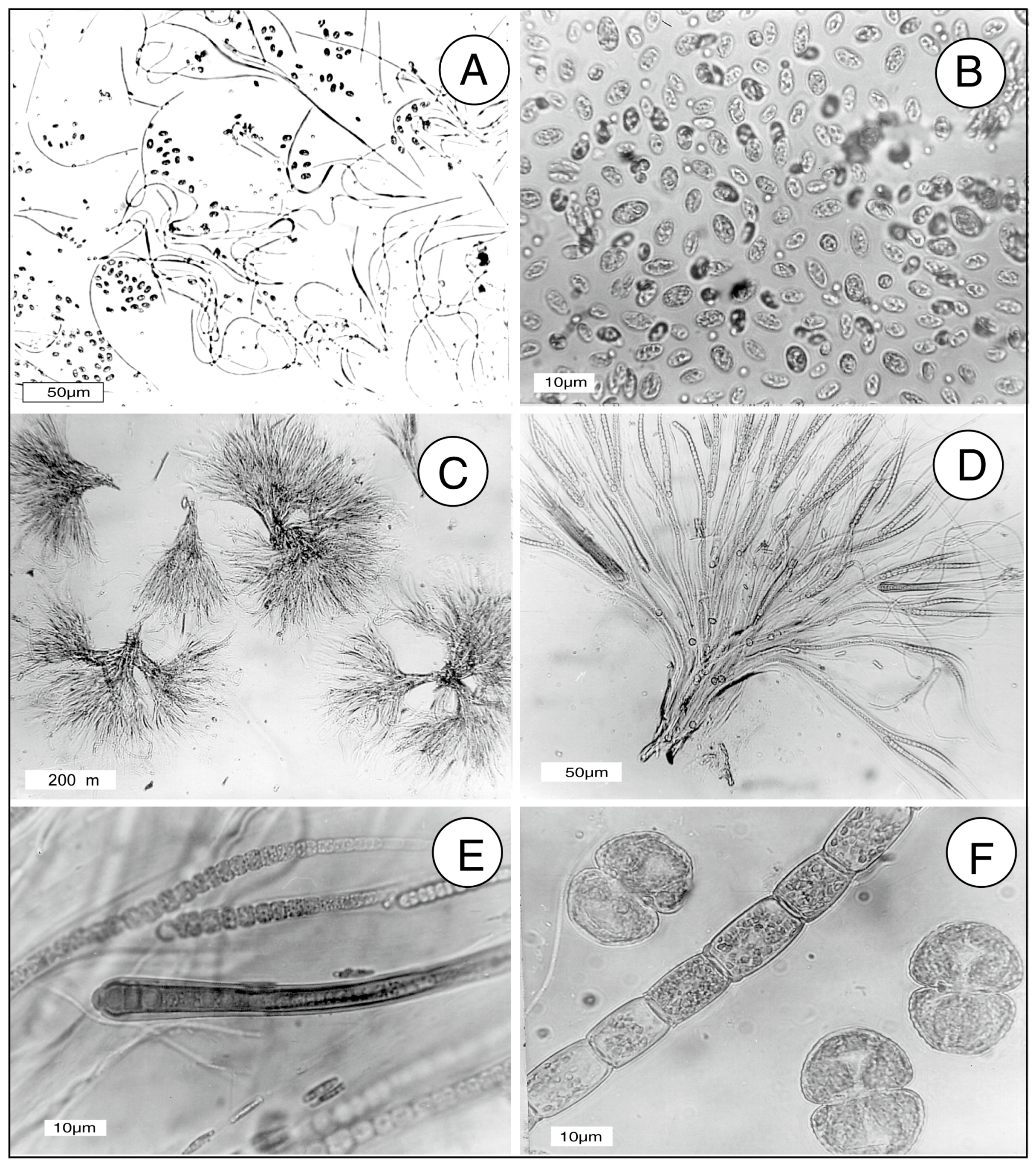 Microorganisms 06 00008 g004