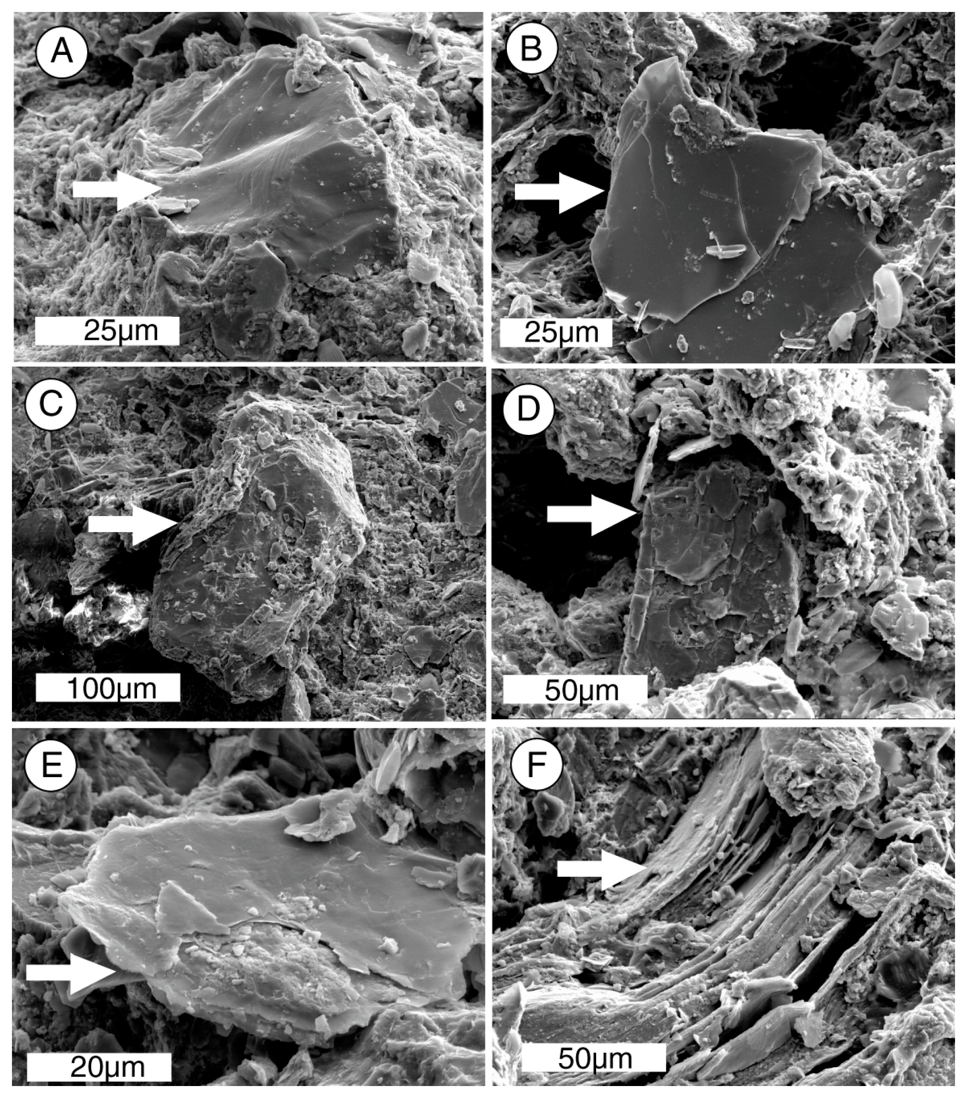 Microorganisms 06 00008 g010