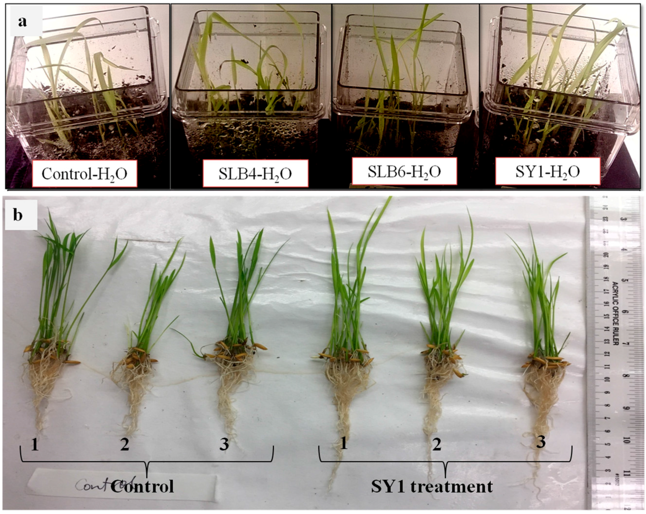 Microorganisms 06 00021 g001