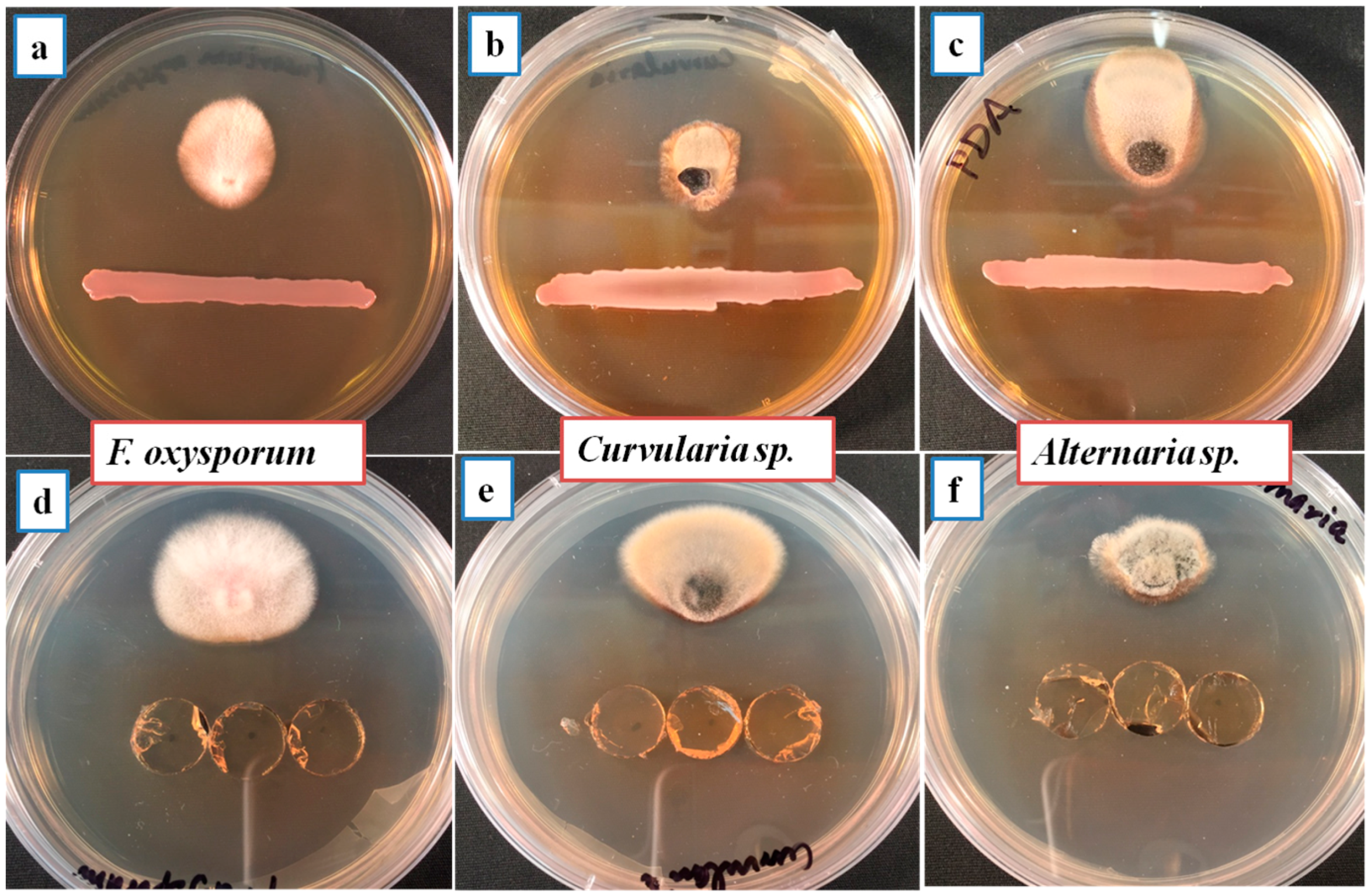 Microorganisms 06 00021 g002a