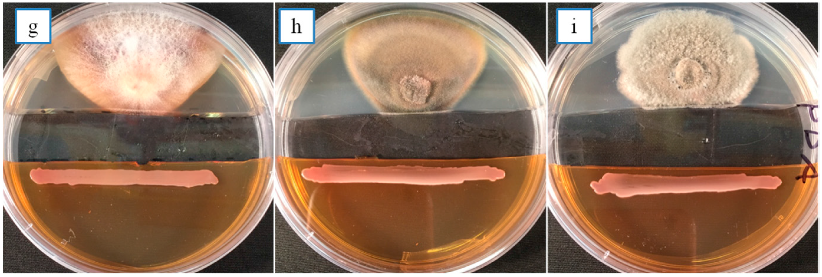 Microorganisms 06 00021 g002b