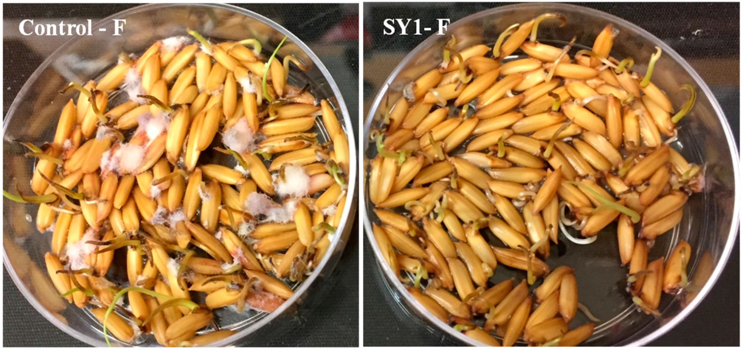 Microorganisms 06 00021 g003a