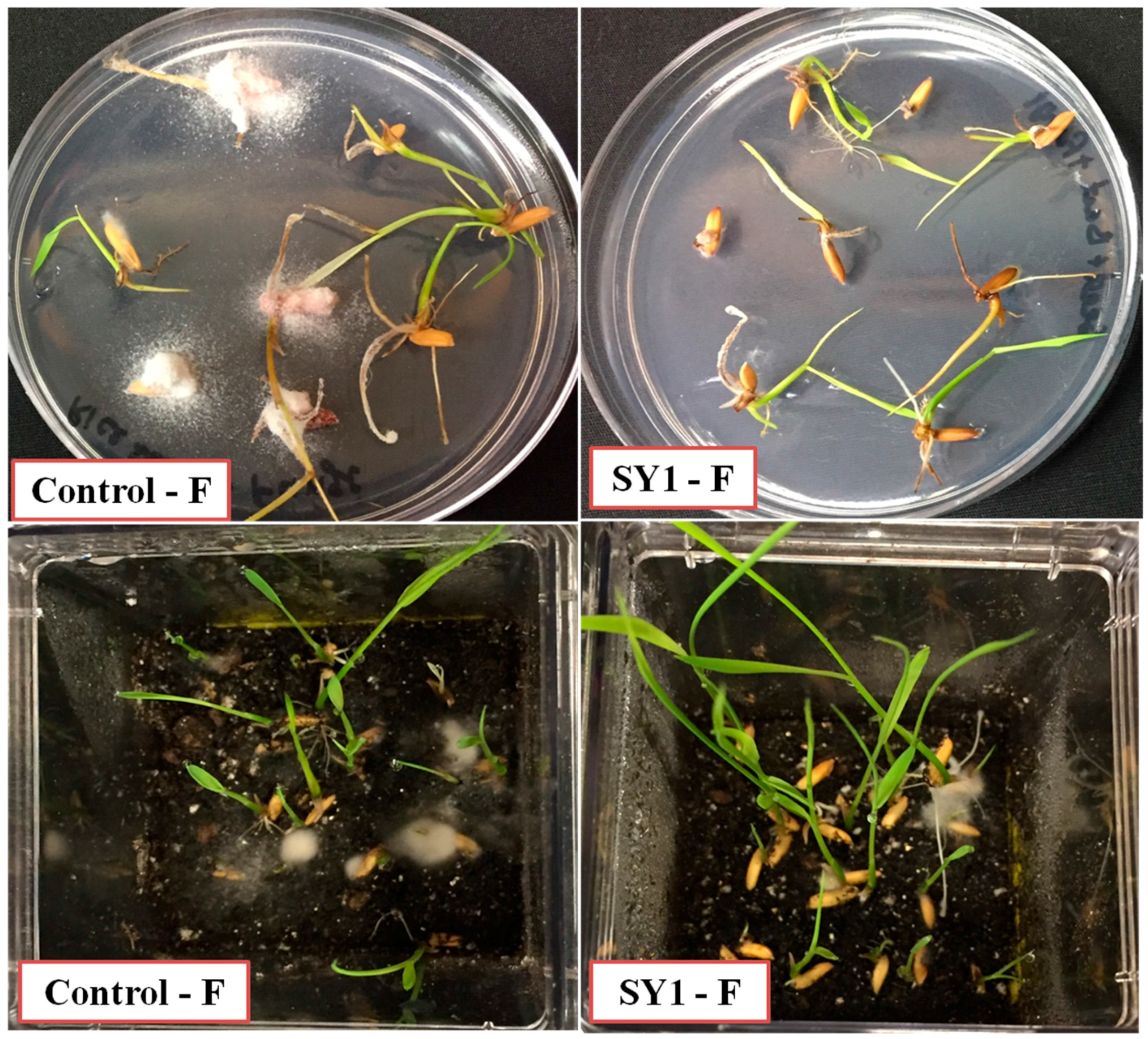 Microorganisms 06 00021 g003b