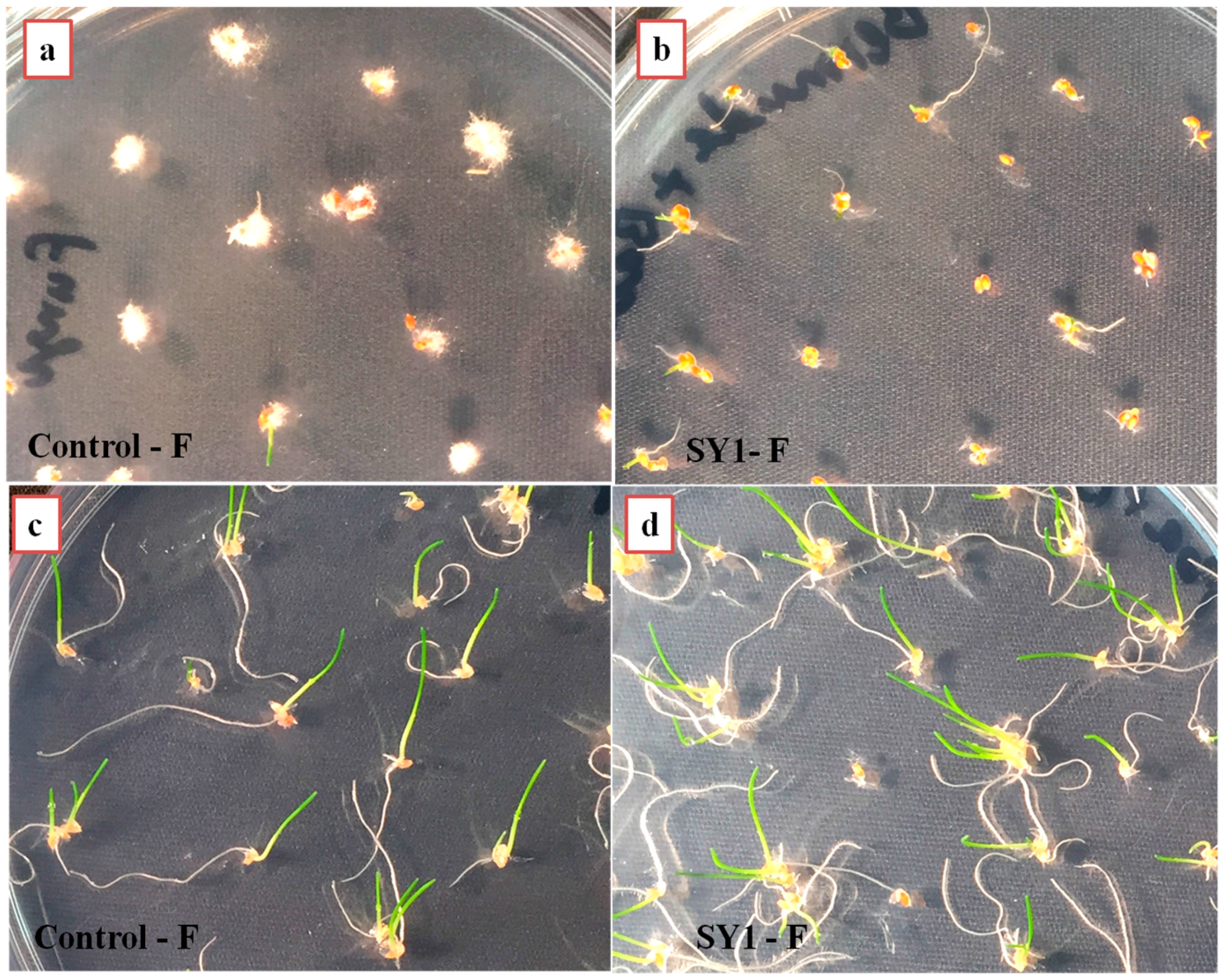 Microorganisms 06 00021 g004