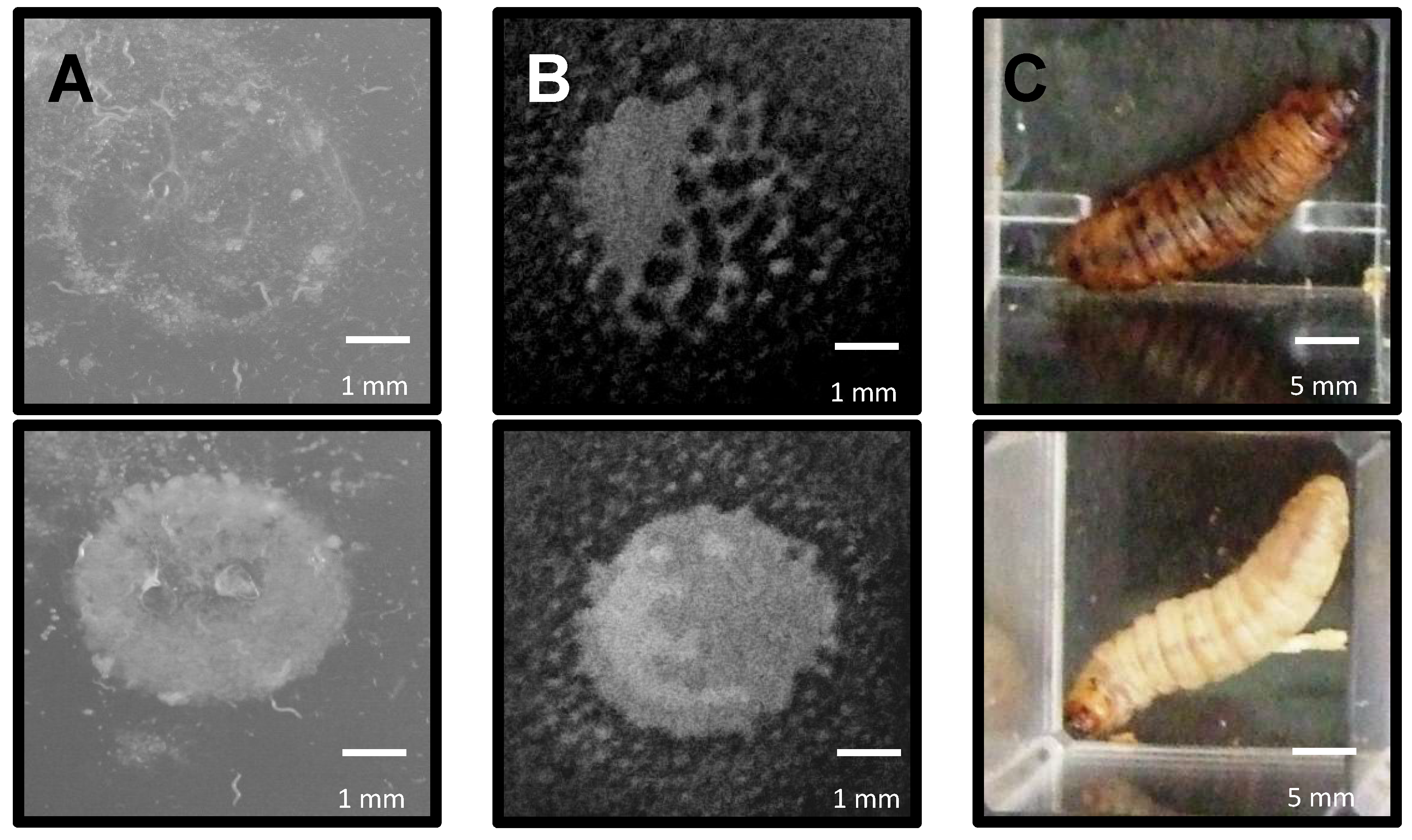Microorganisms 06 00032 g003 Microorganisms 06 00032 g003