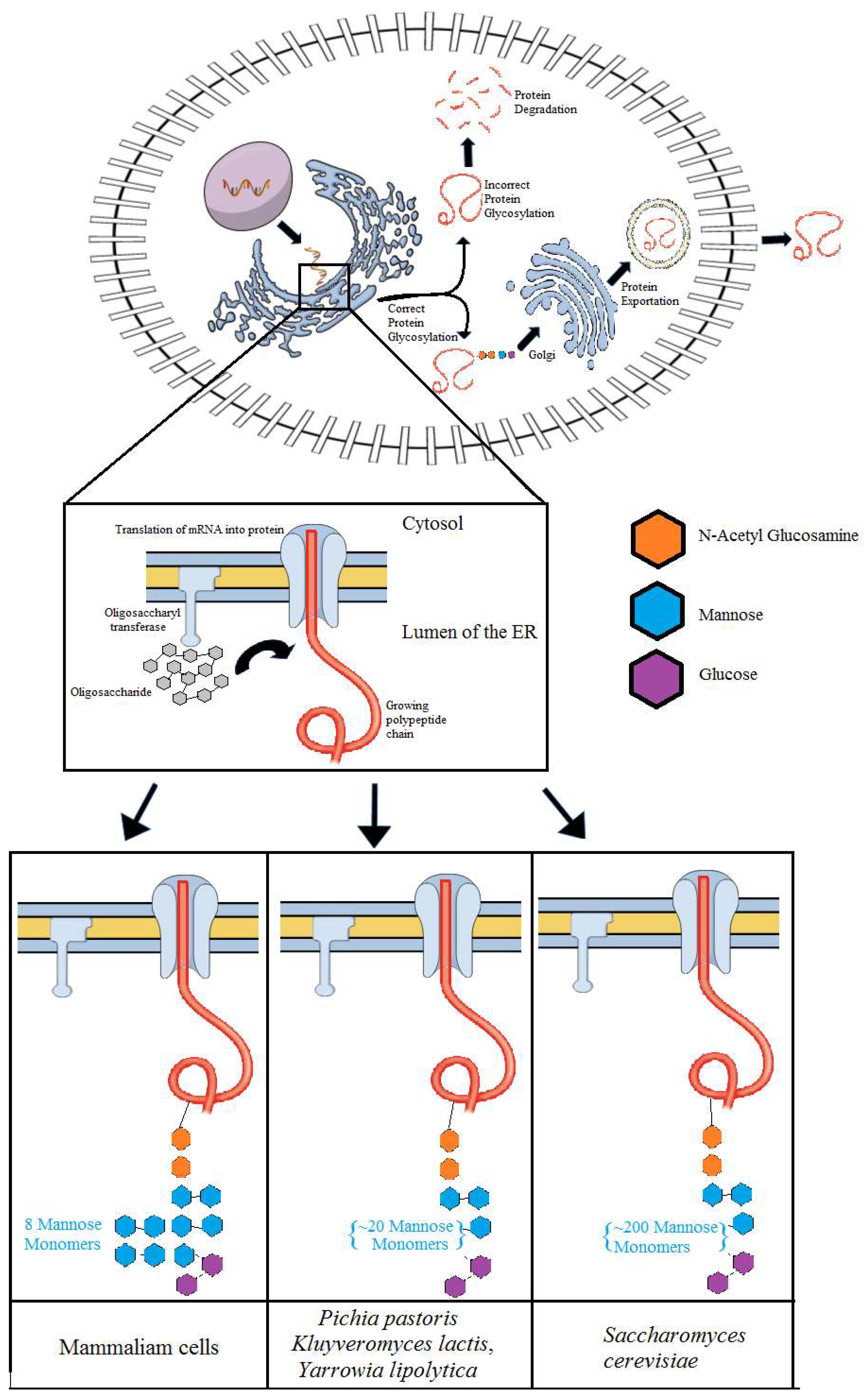 Microorganisms 06 00038 g002