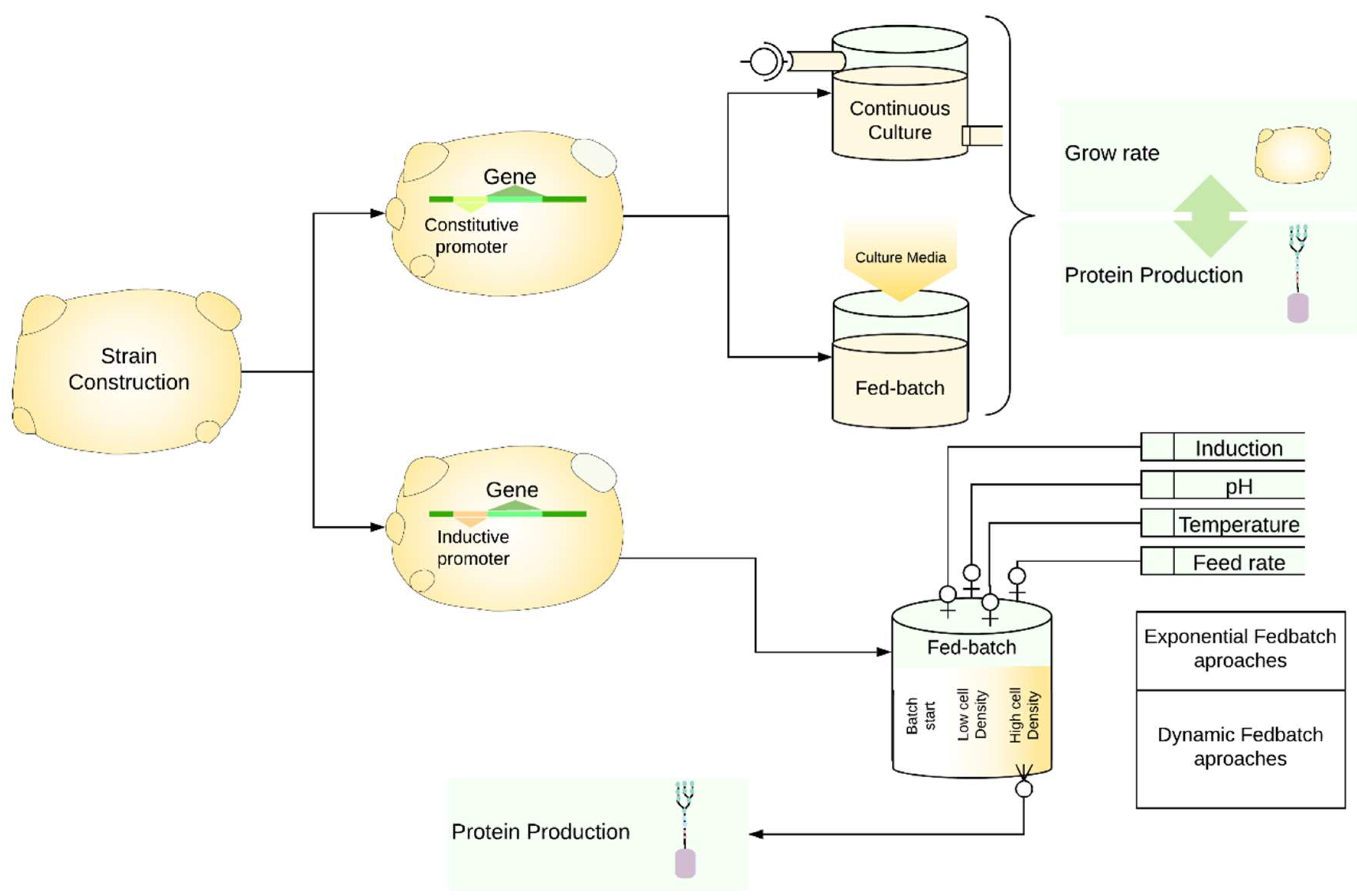 Microorganisms 06 00038 g003