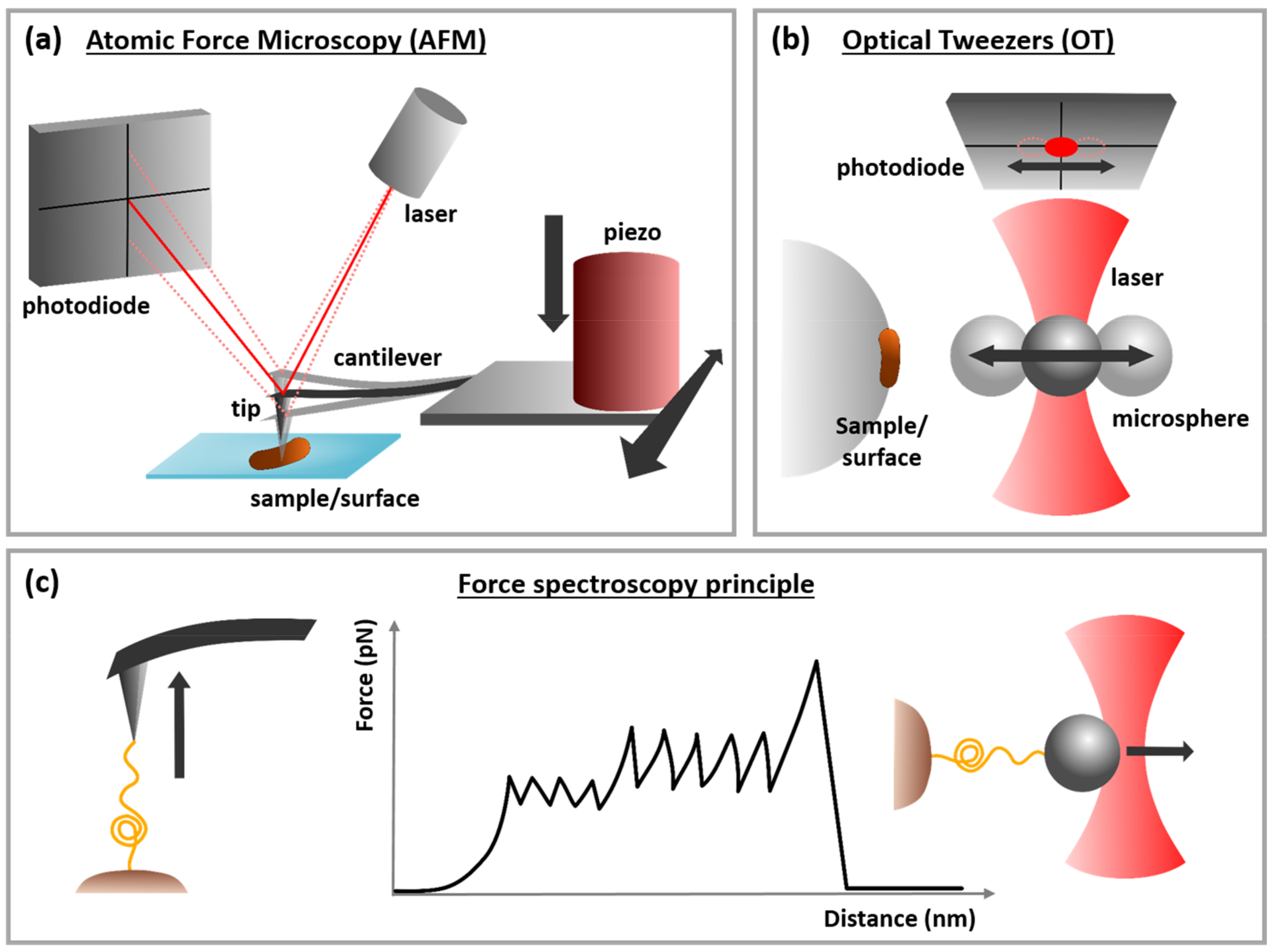 Microorganisms 06 00039 g001