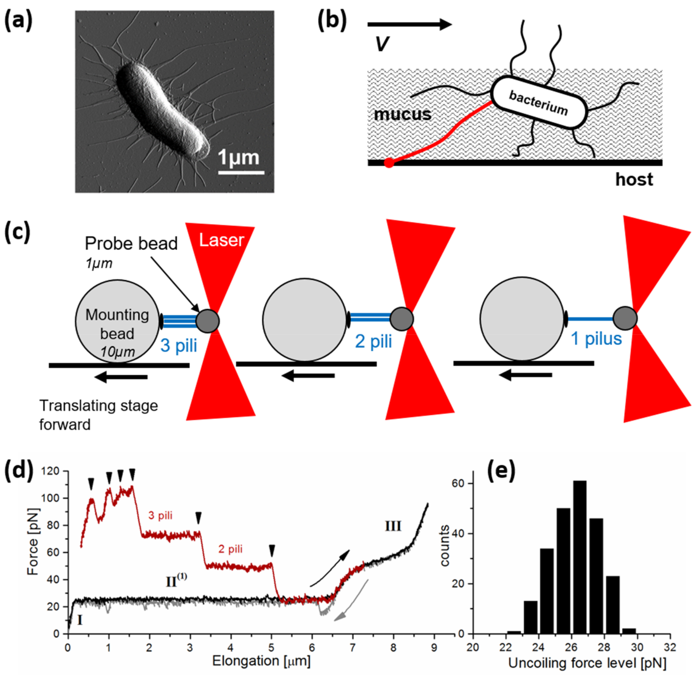 Microorganisms 06 00039 g002