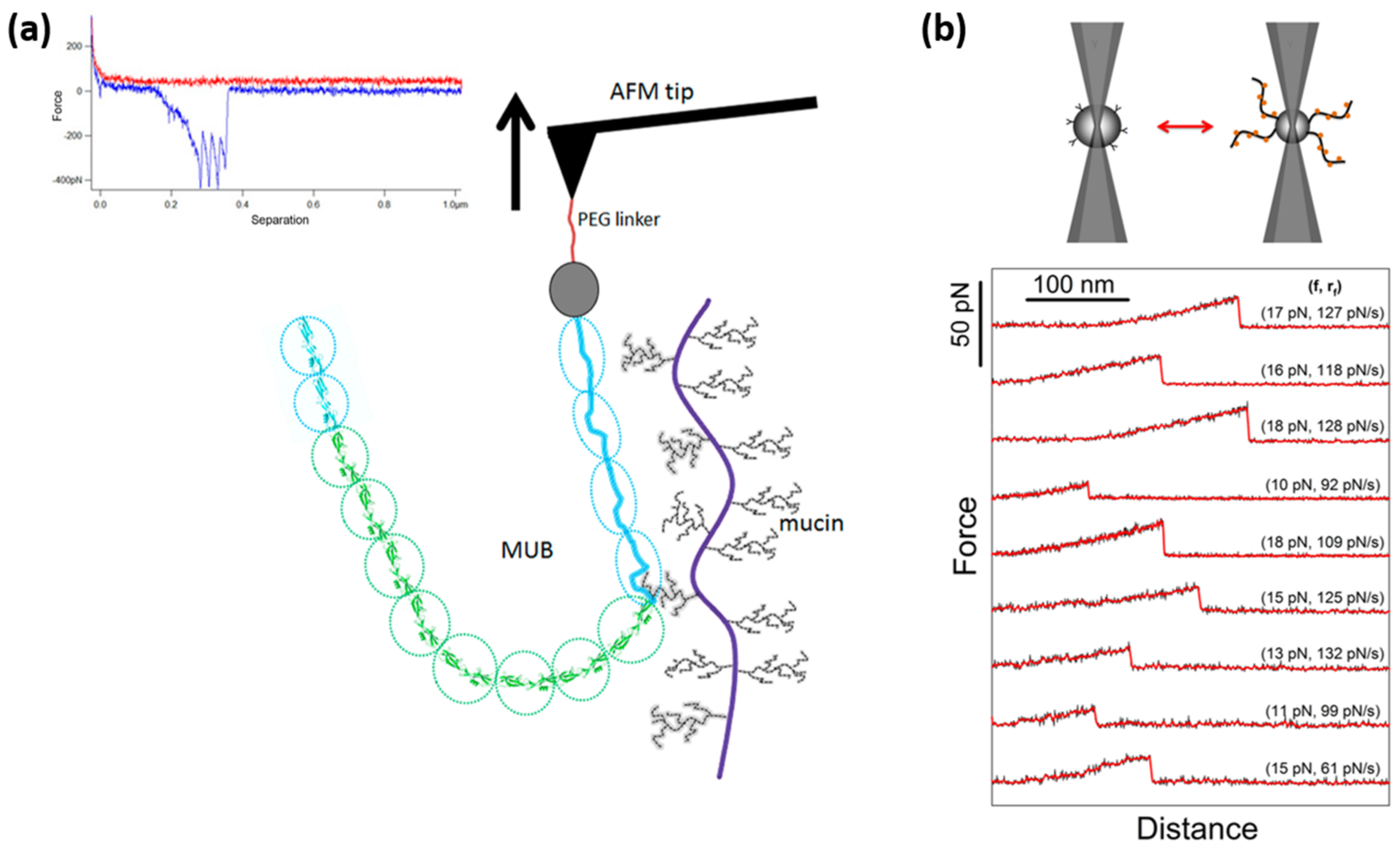 Microorganisms 06 00039 g003