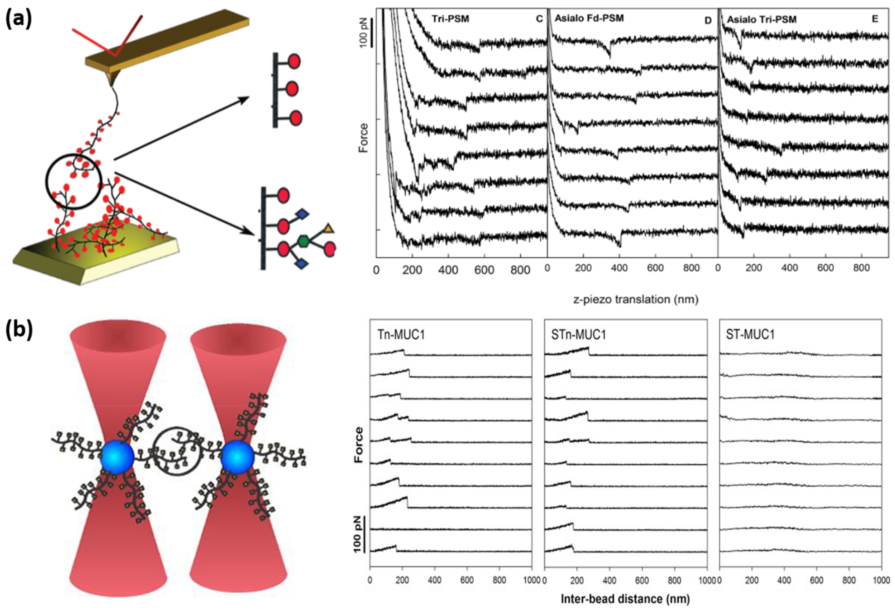 Microorganisms 06 00039 g004