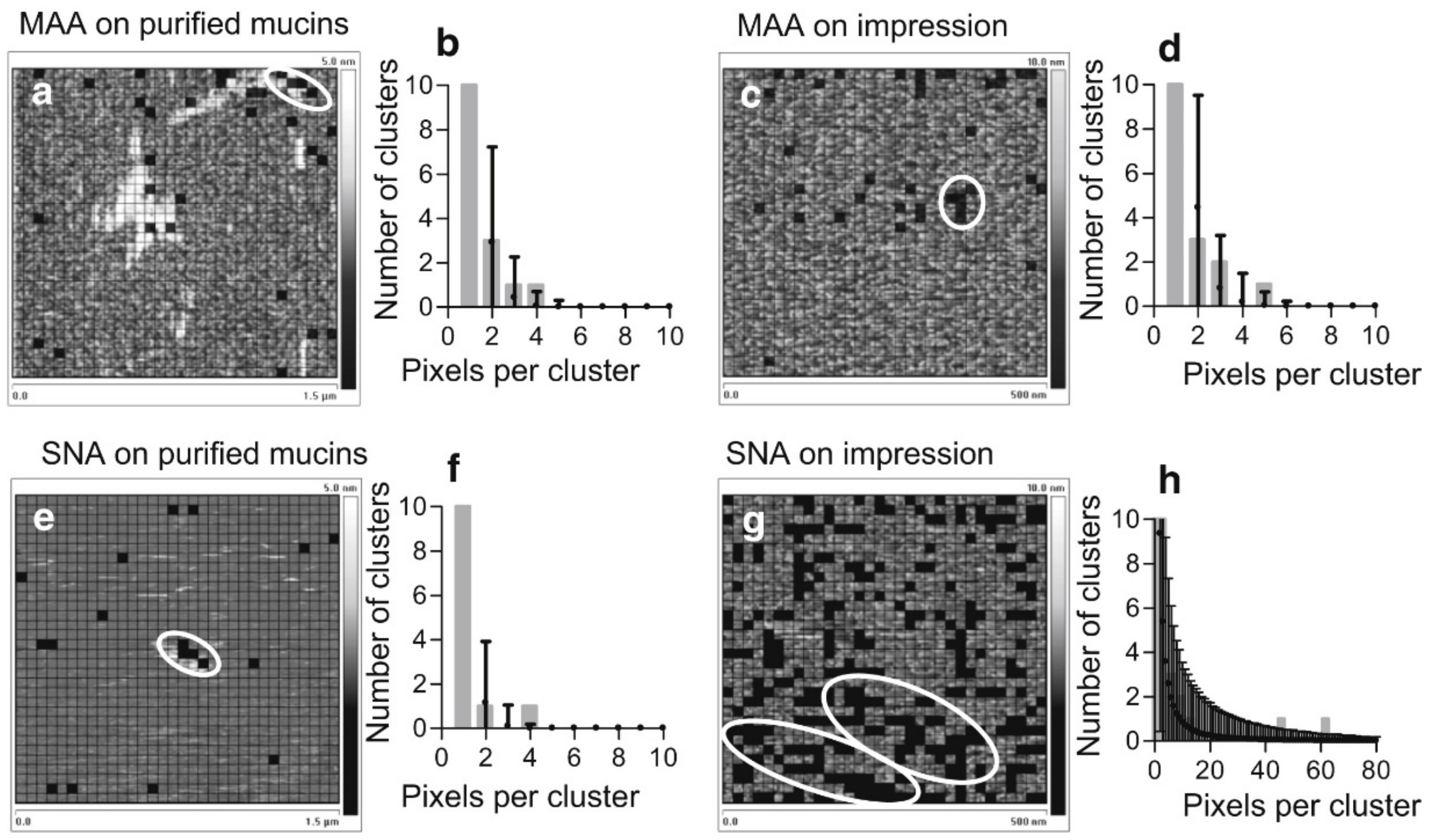 Microorganisms 06 00039 g005