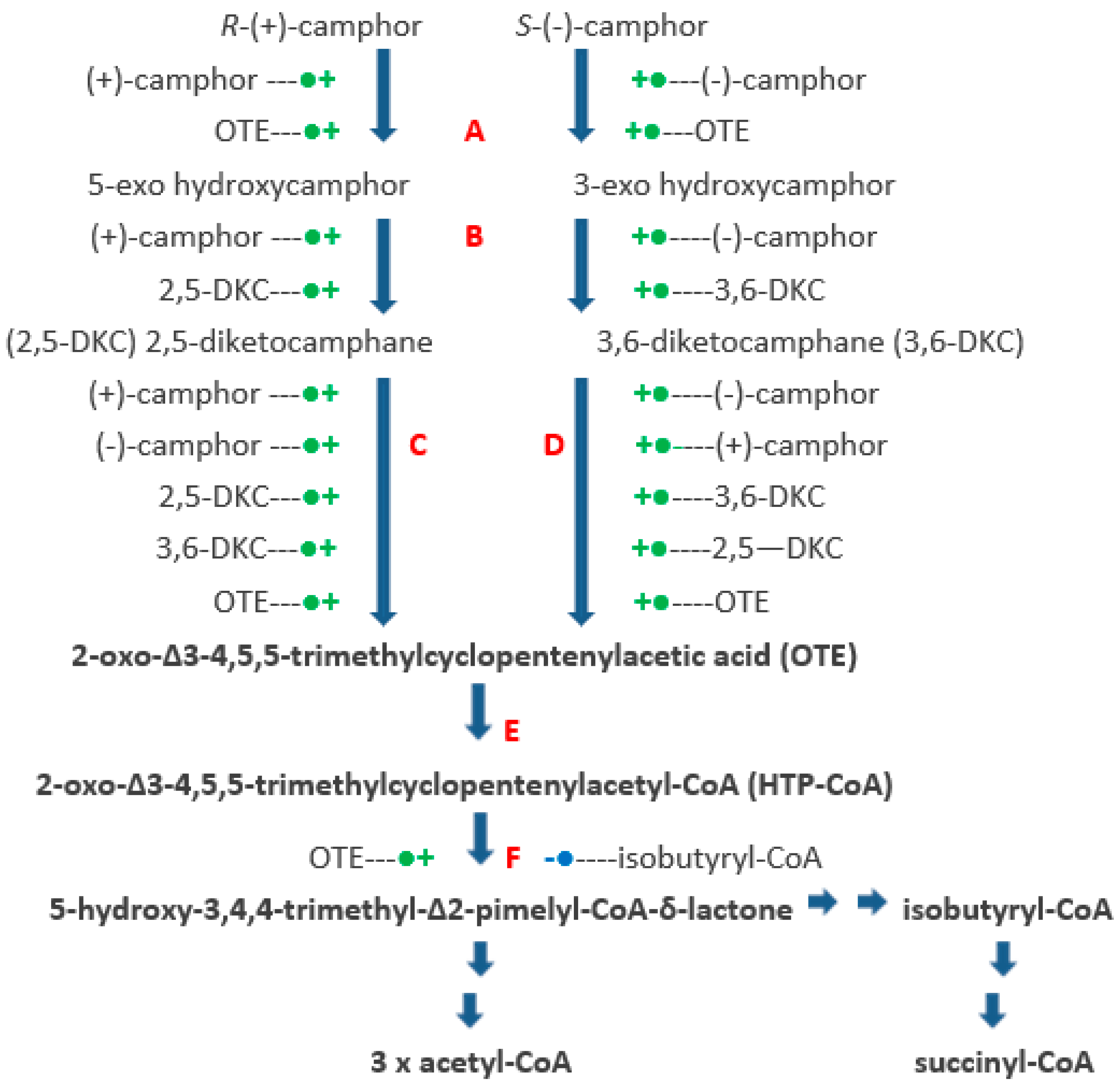 Microorganisms 06 00041 g007
