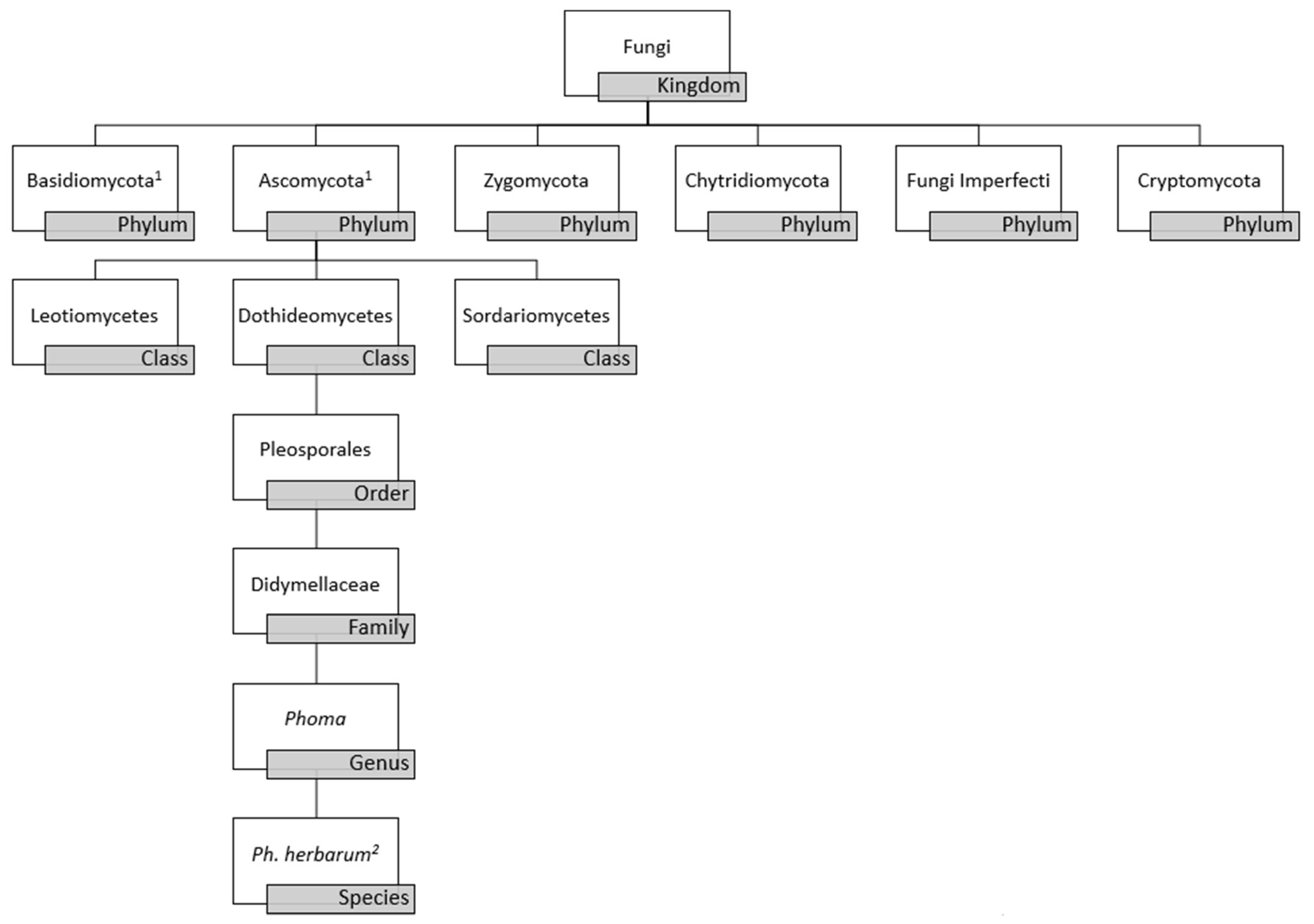 Microorganisms 06 00058 g001