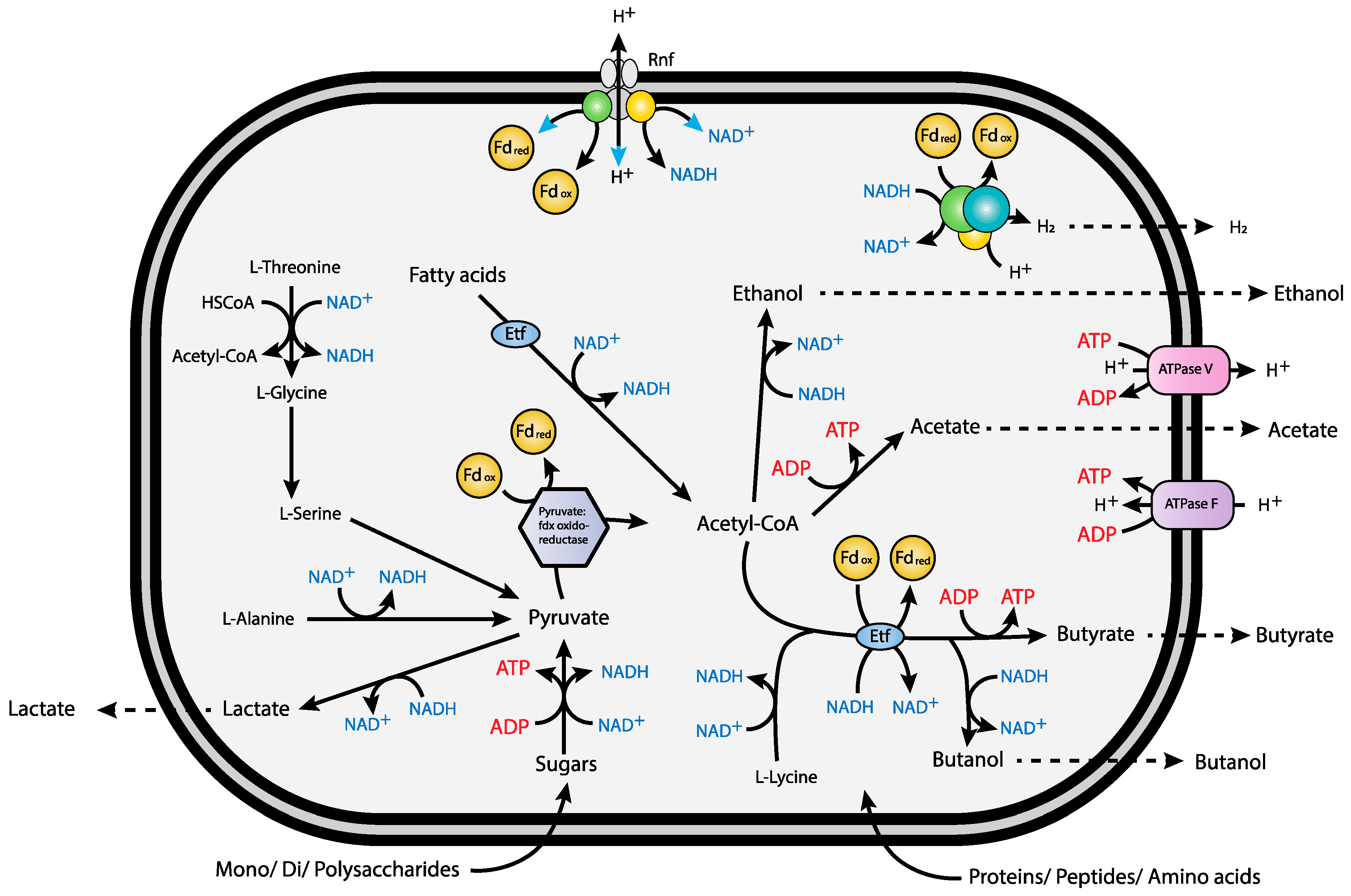 Microorganisms 06 00063 g003
