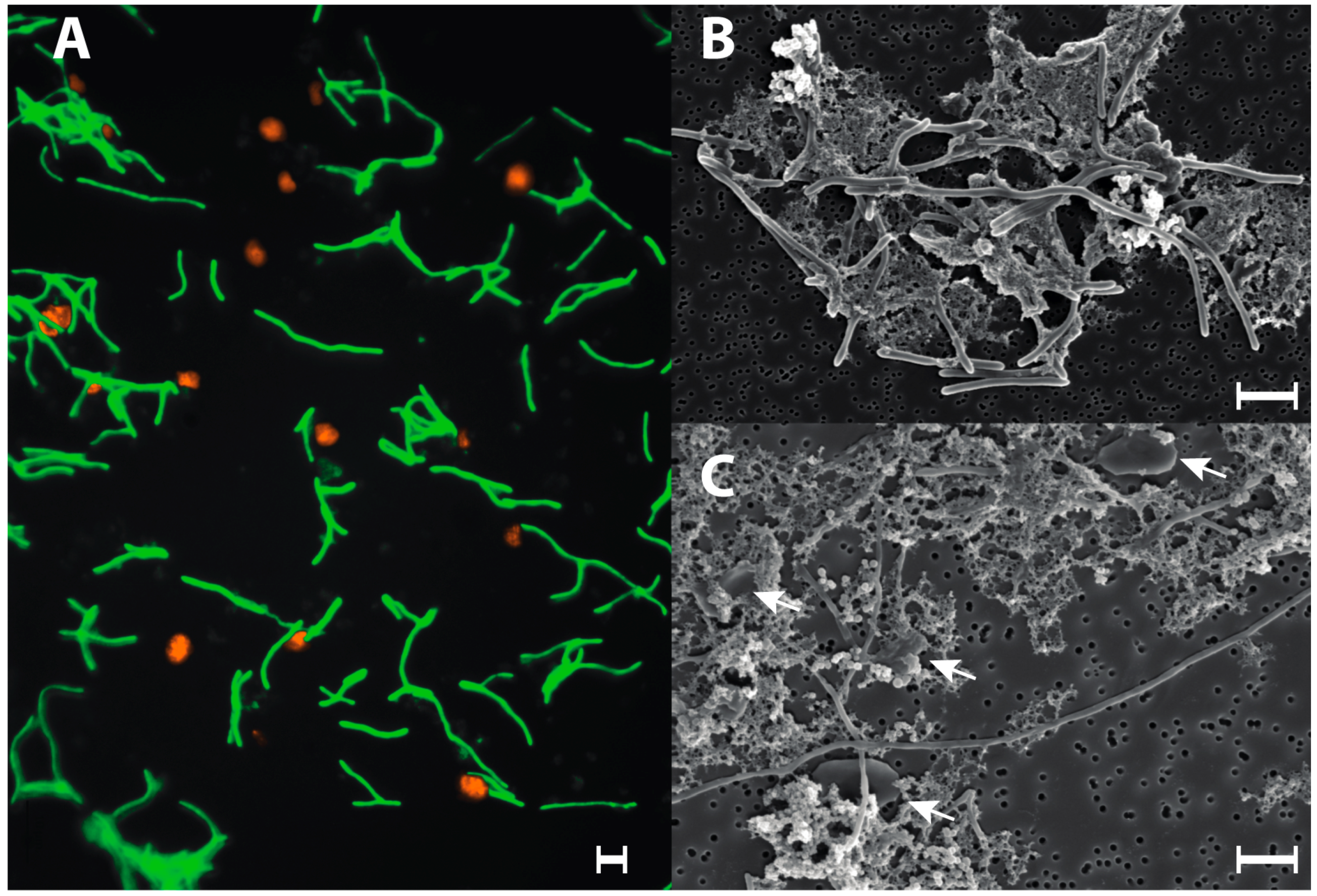 Microorganisms 06 00063 g004