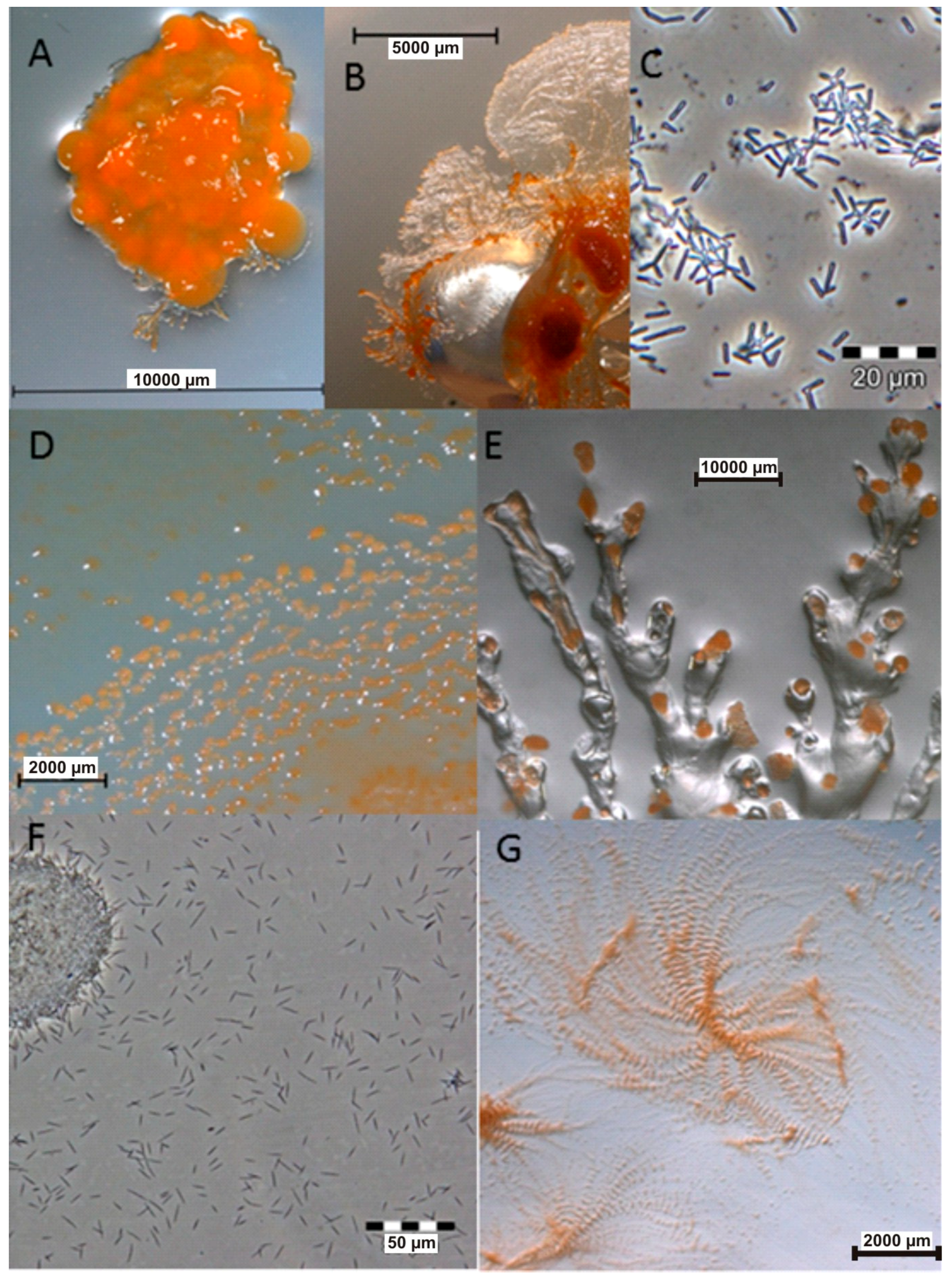 Microorganisms 06 00073 g001