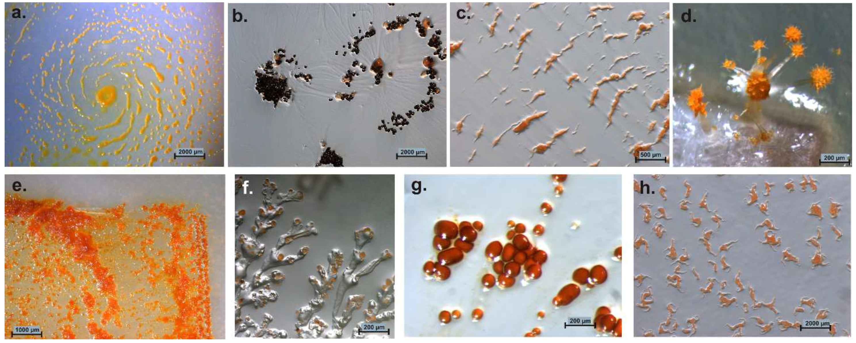 Microorganisms 06 00084 g002