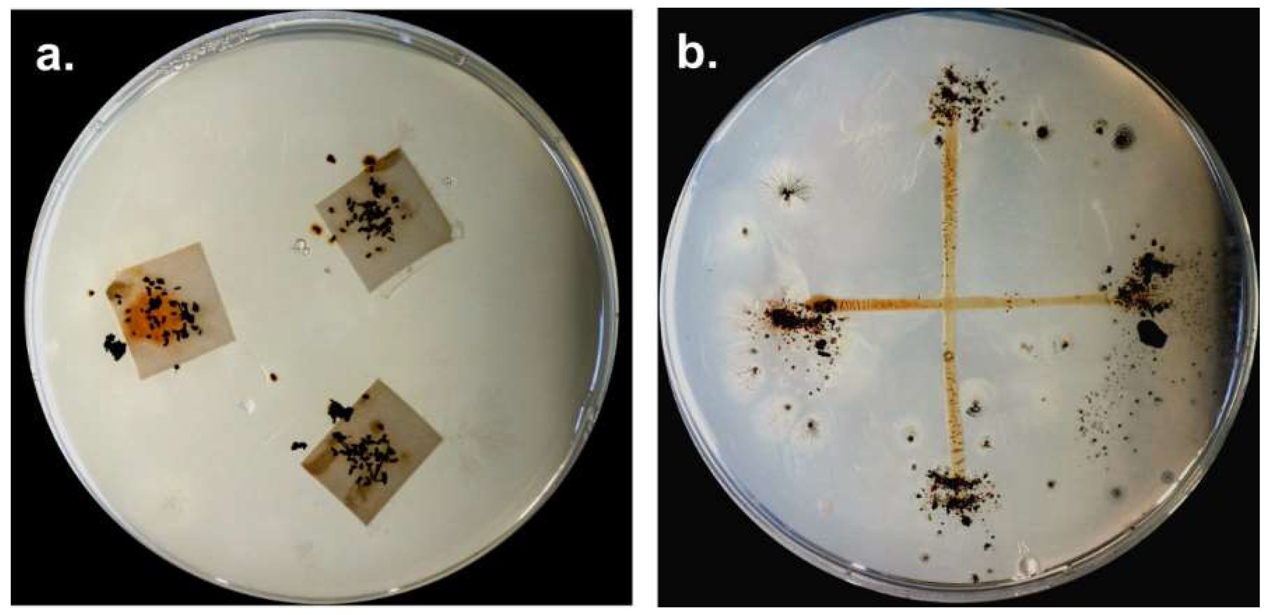 Microorganisms 06 00084 g005