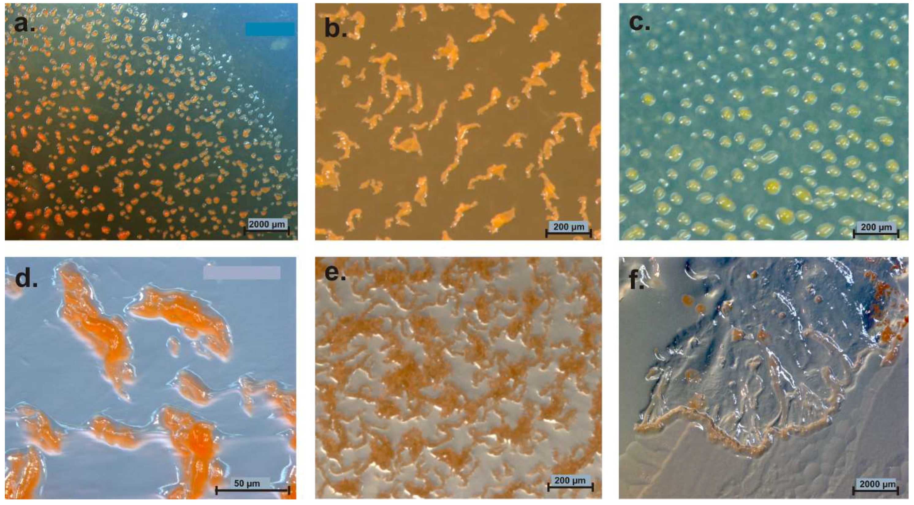 Microorganisms 06 00084 g006