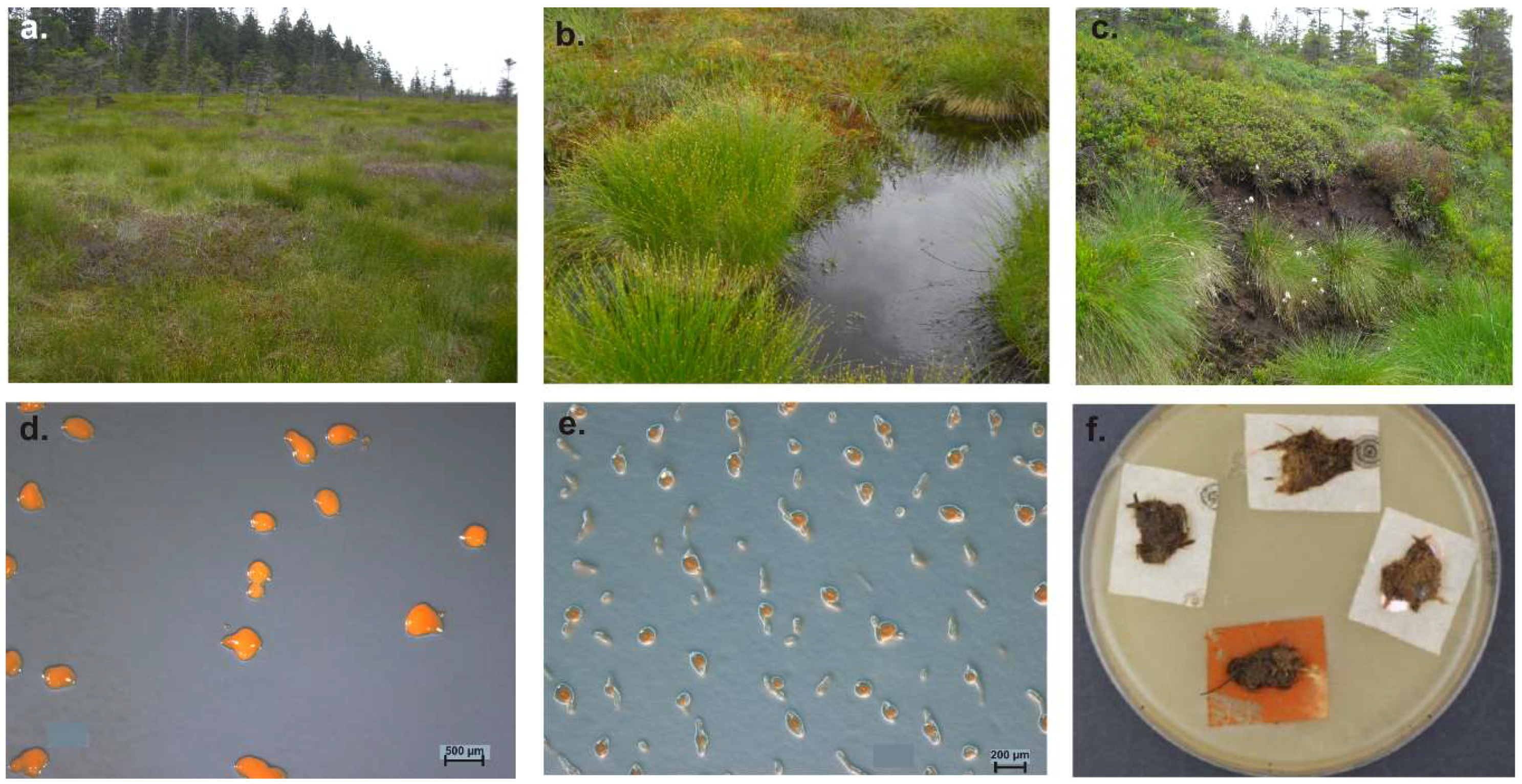 Microorganisms 06 00084 g007