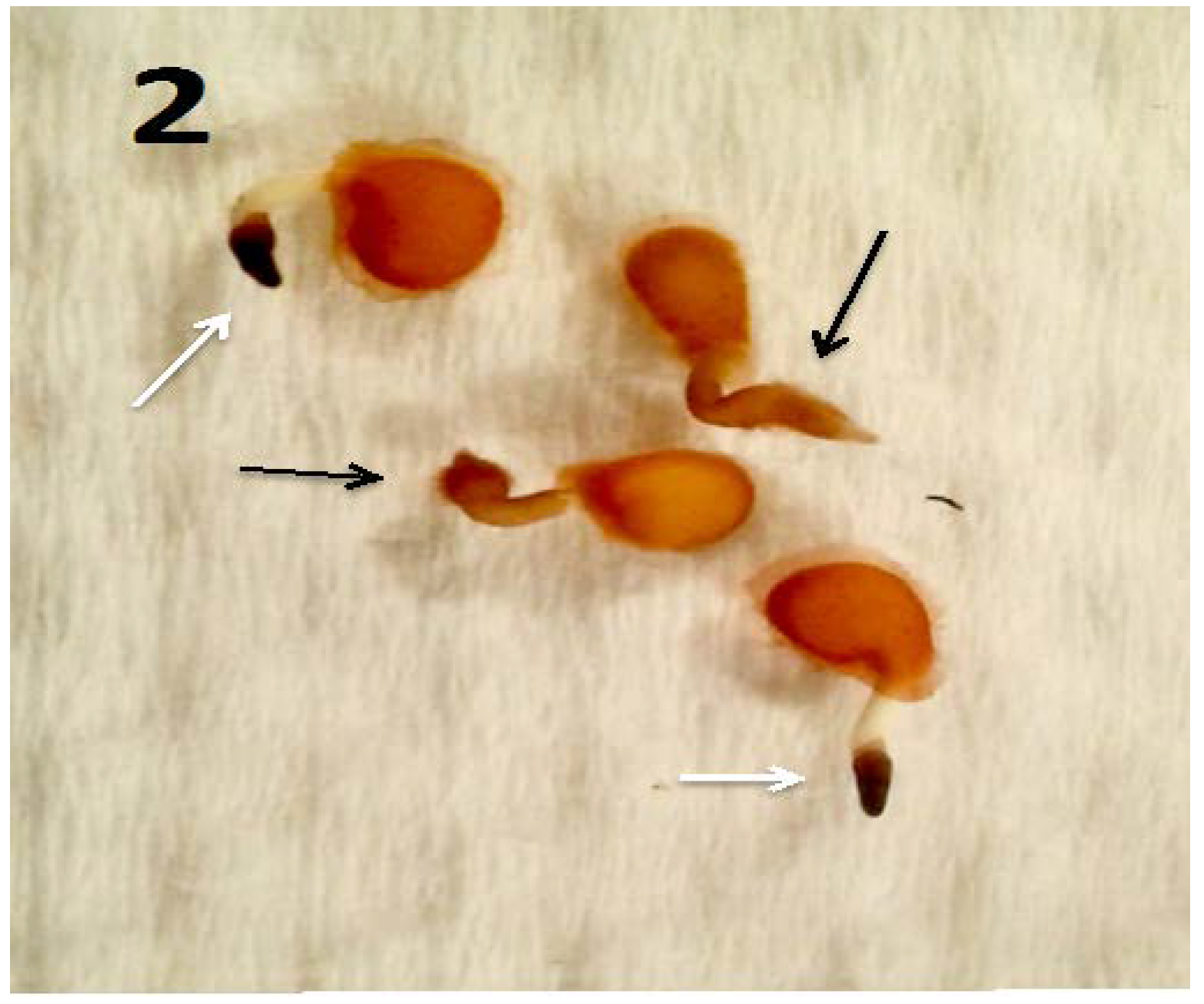 Microorganisms 06 00095 g002