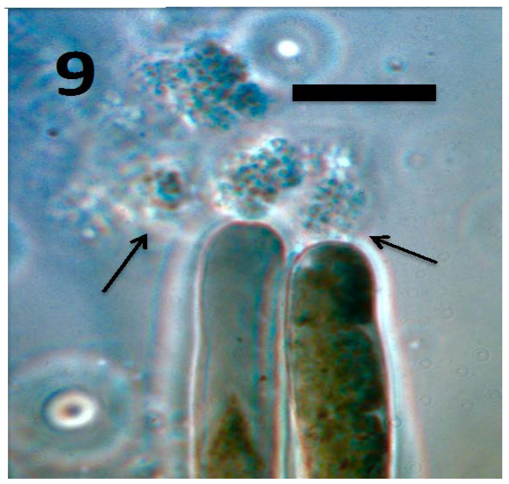 Microorganisms 06 00095 g009
