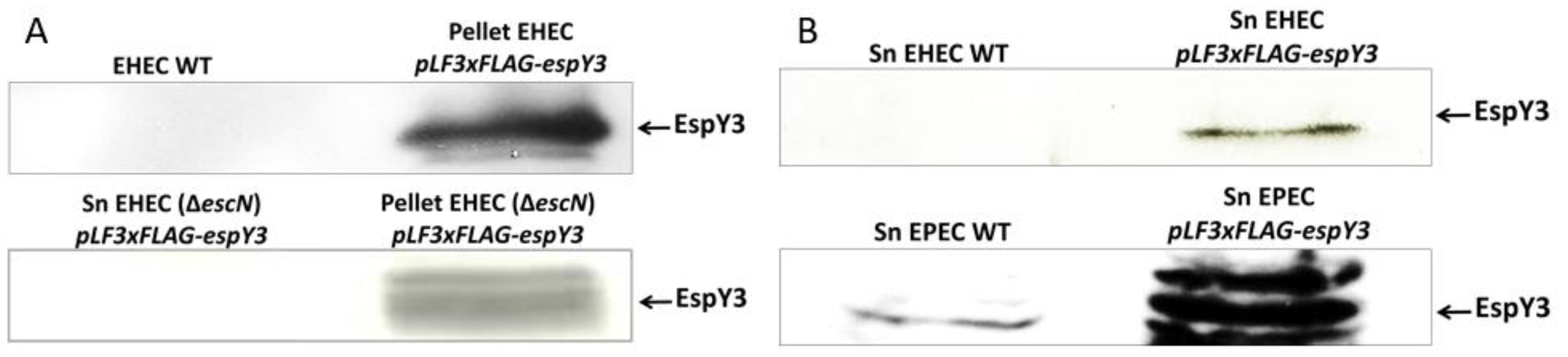 Microorganisms 06 00112 g002