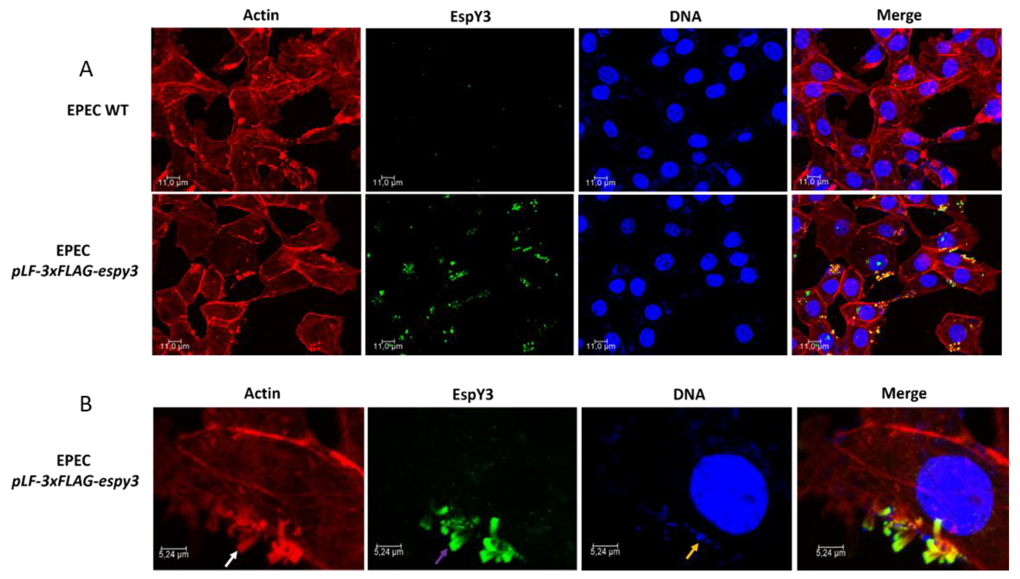Microorganisms 06 00112 g003