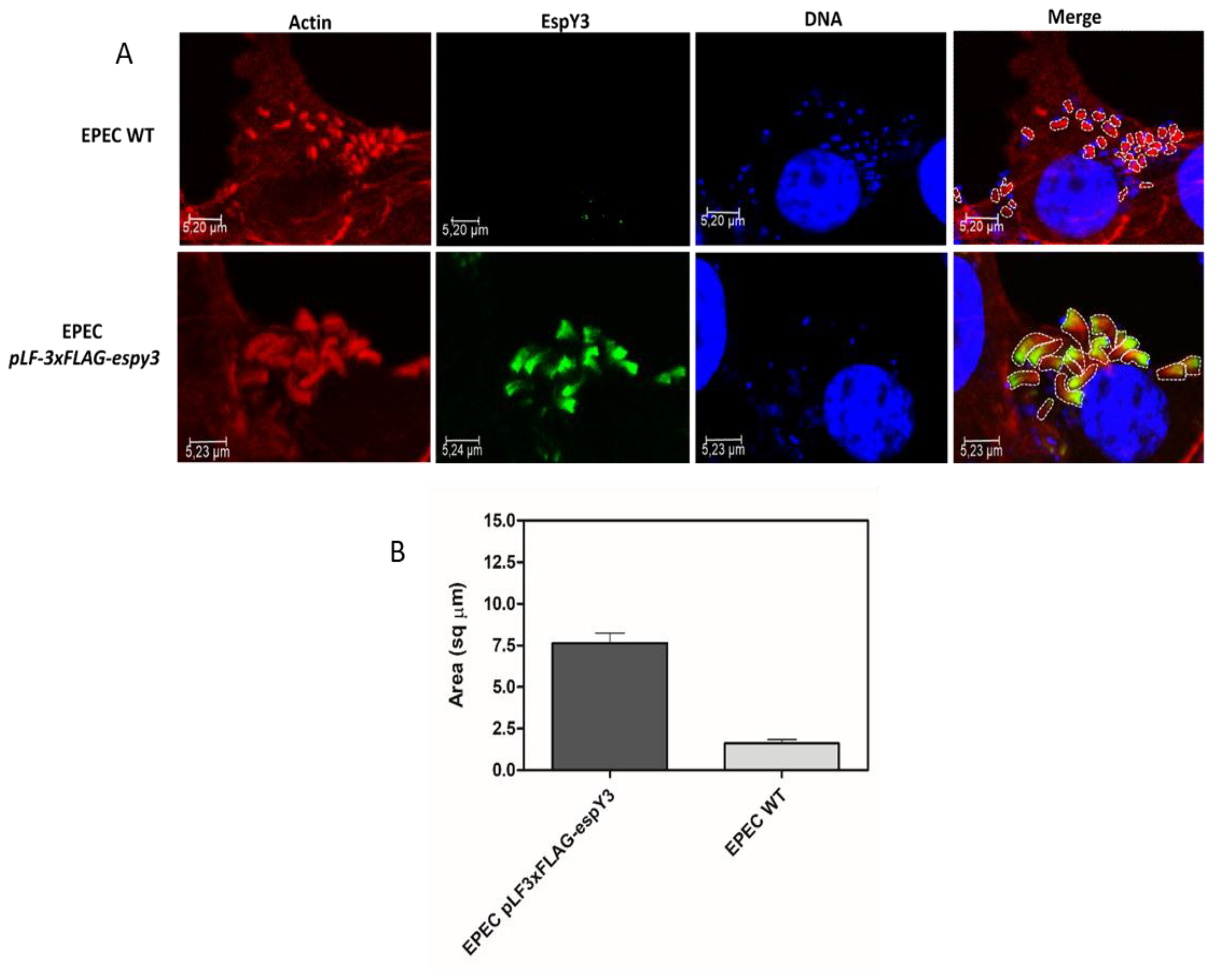 Microorganisms 06 00112 g004
