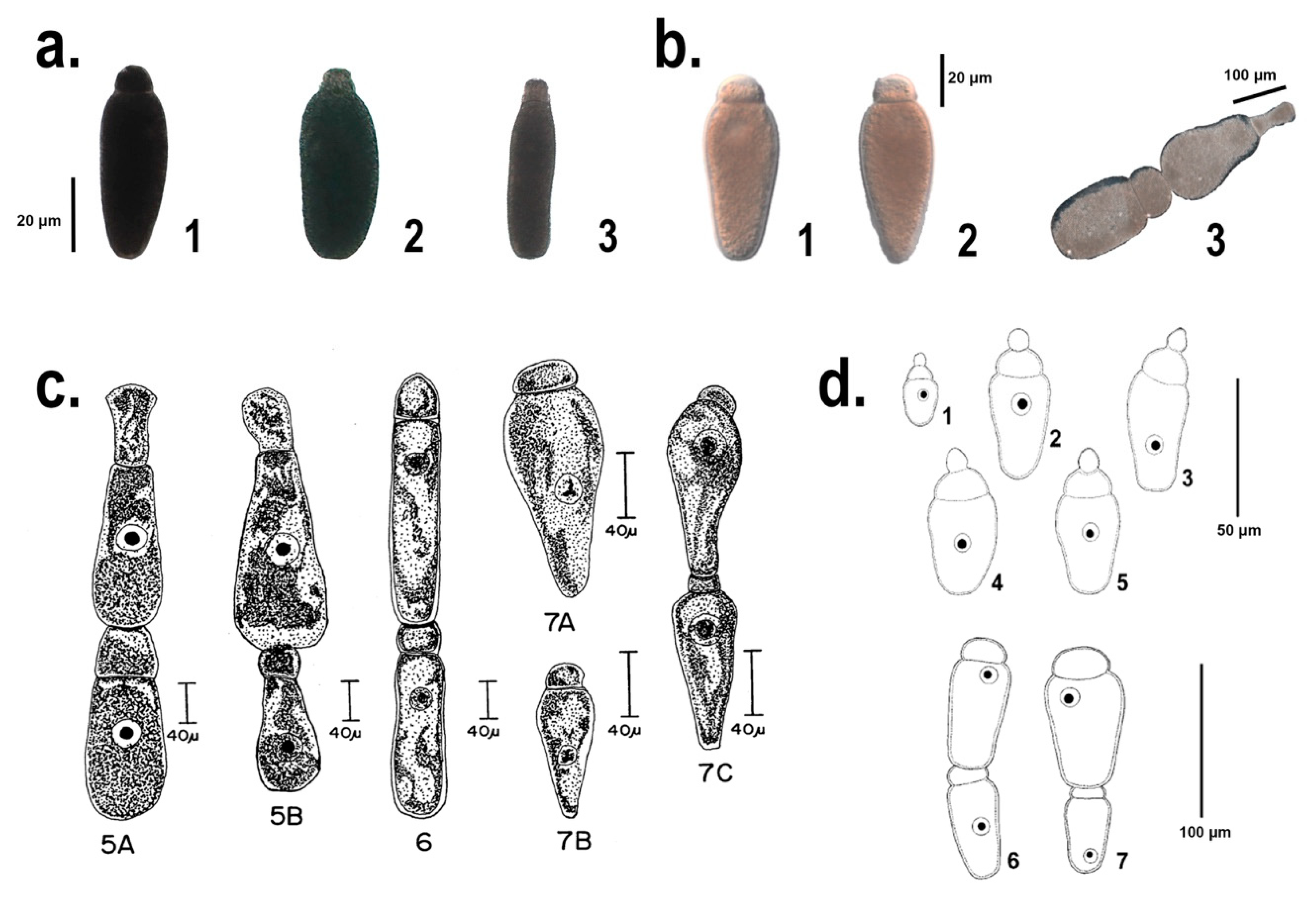 Microorganisms 06 00119 g001