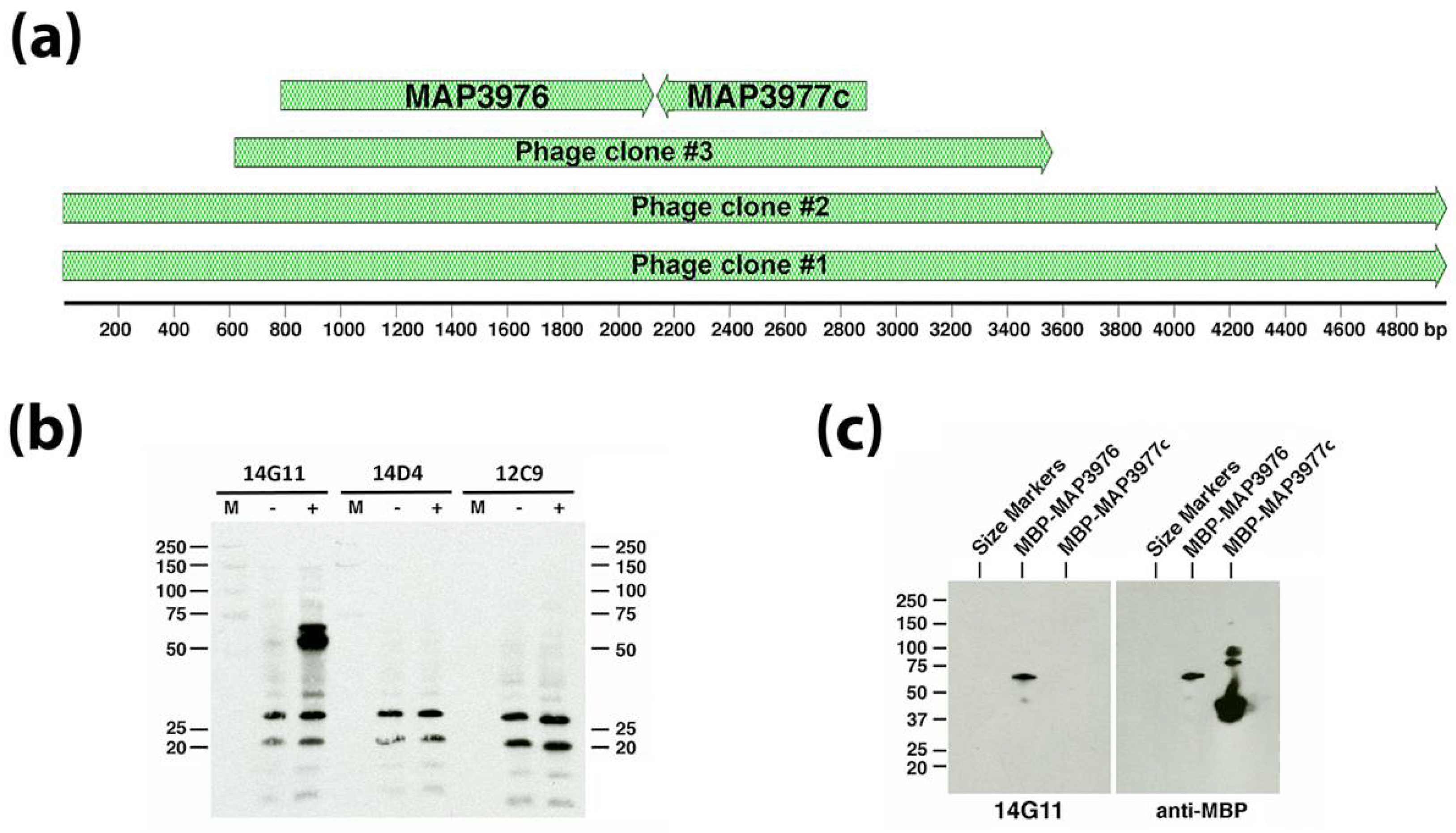 Microorganisms 06 00127 g001