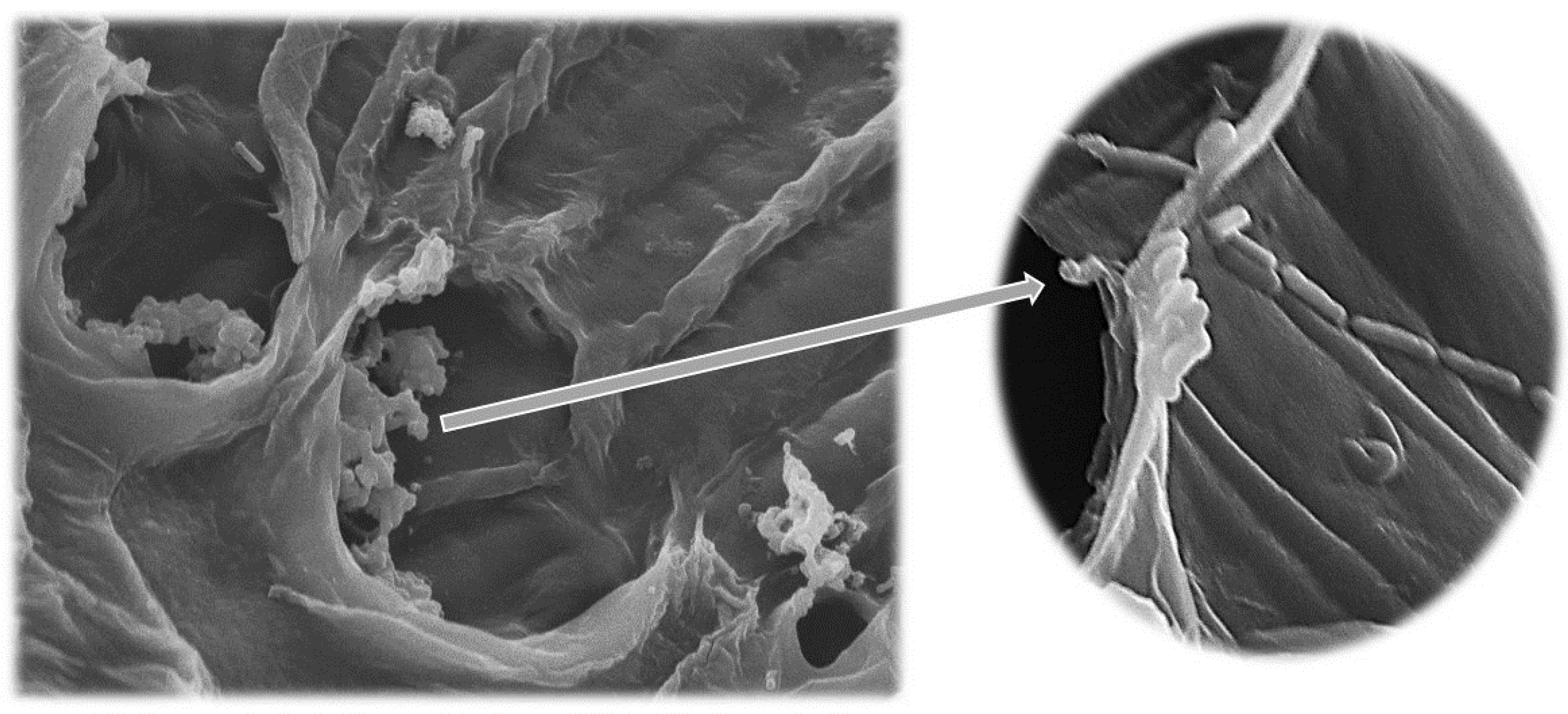 Microorganisms 07 00003 g004