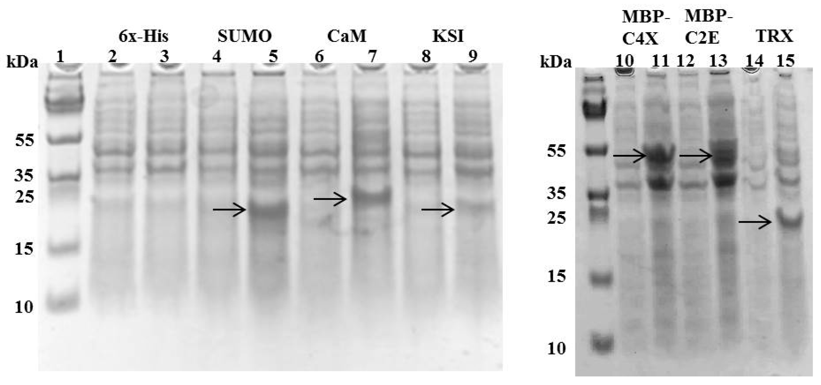 Microorganisms 07 00008 g002