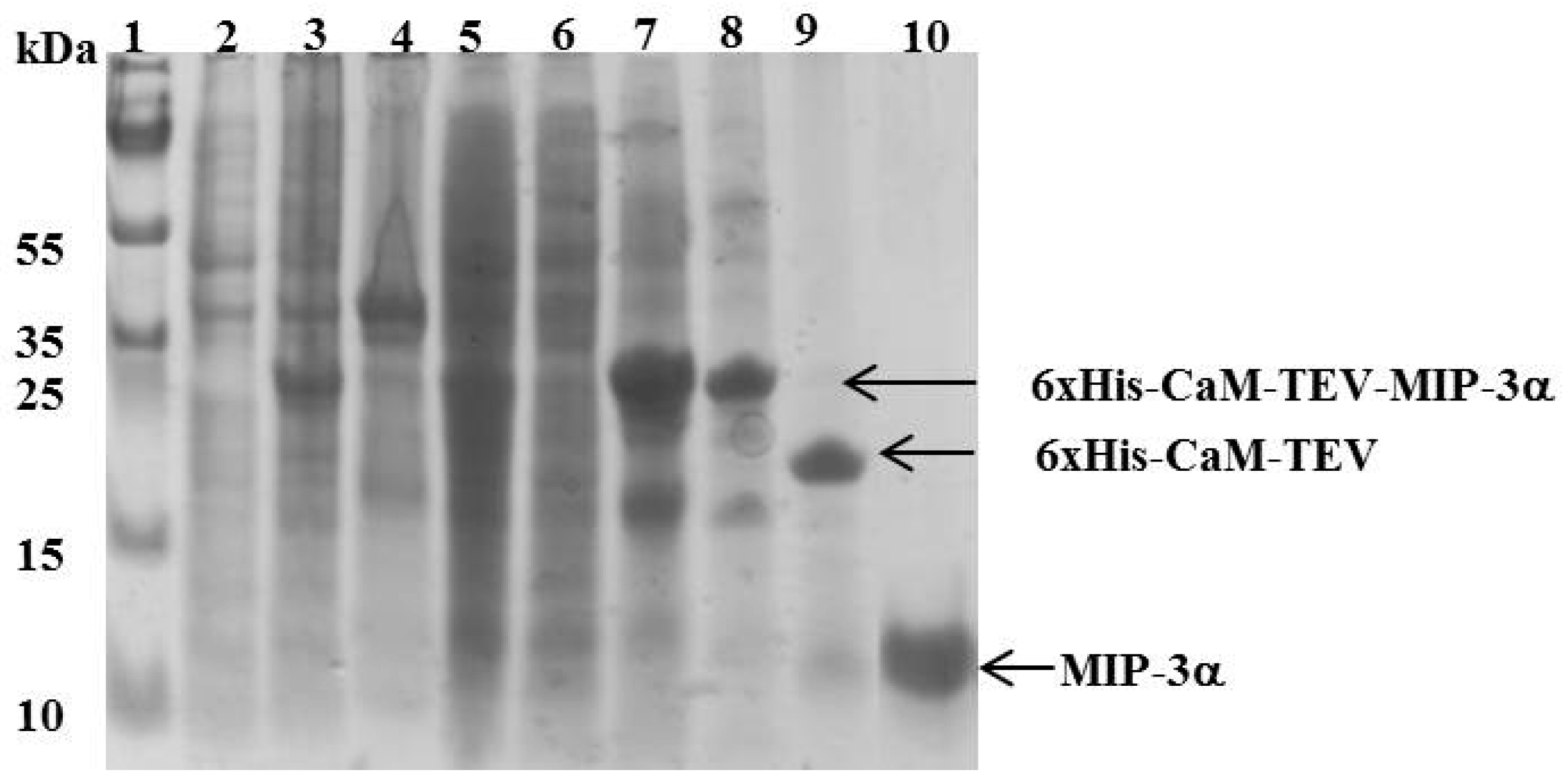 Microorganisms 07 00008 g003