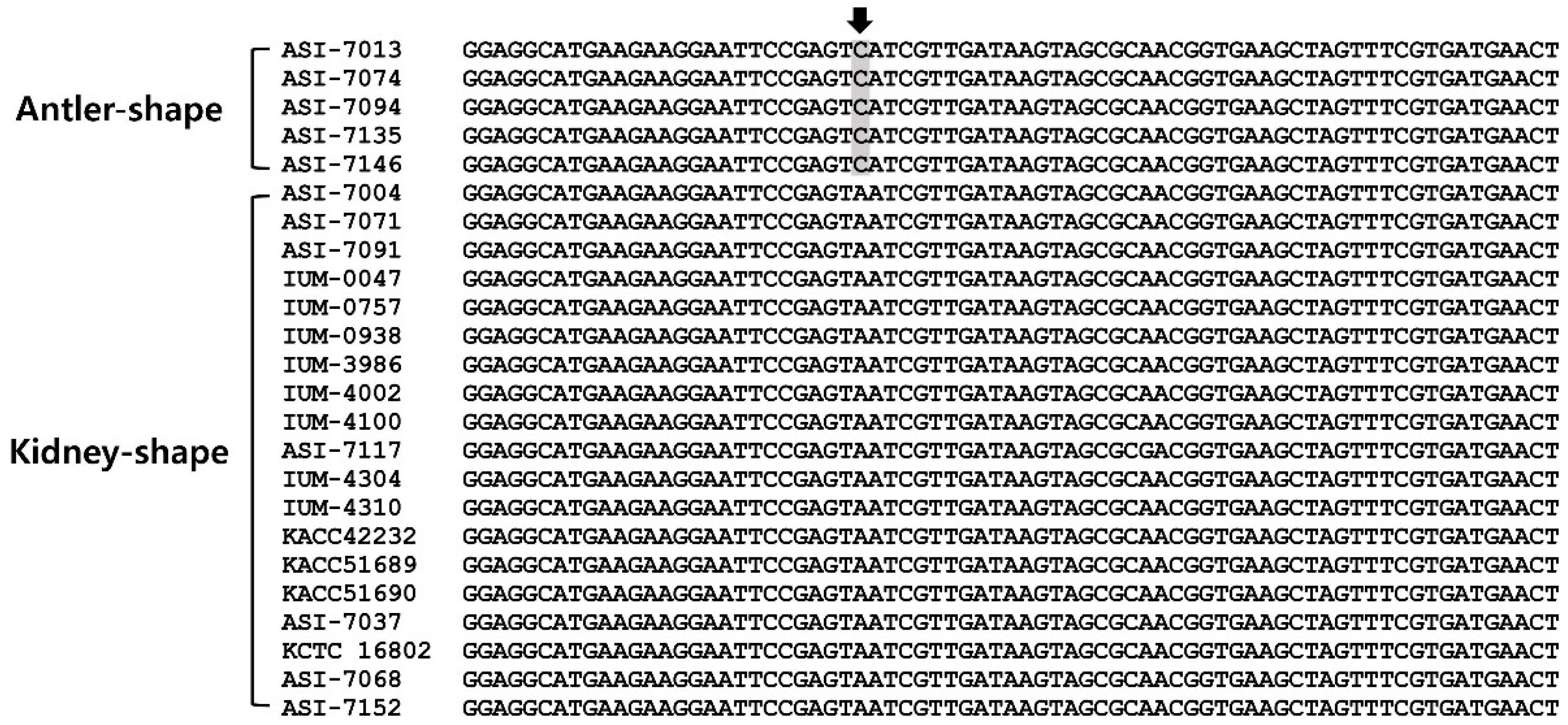 Microorganisms 07 00012 g001 Microorganisms 07 00012 g001