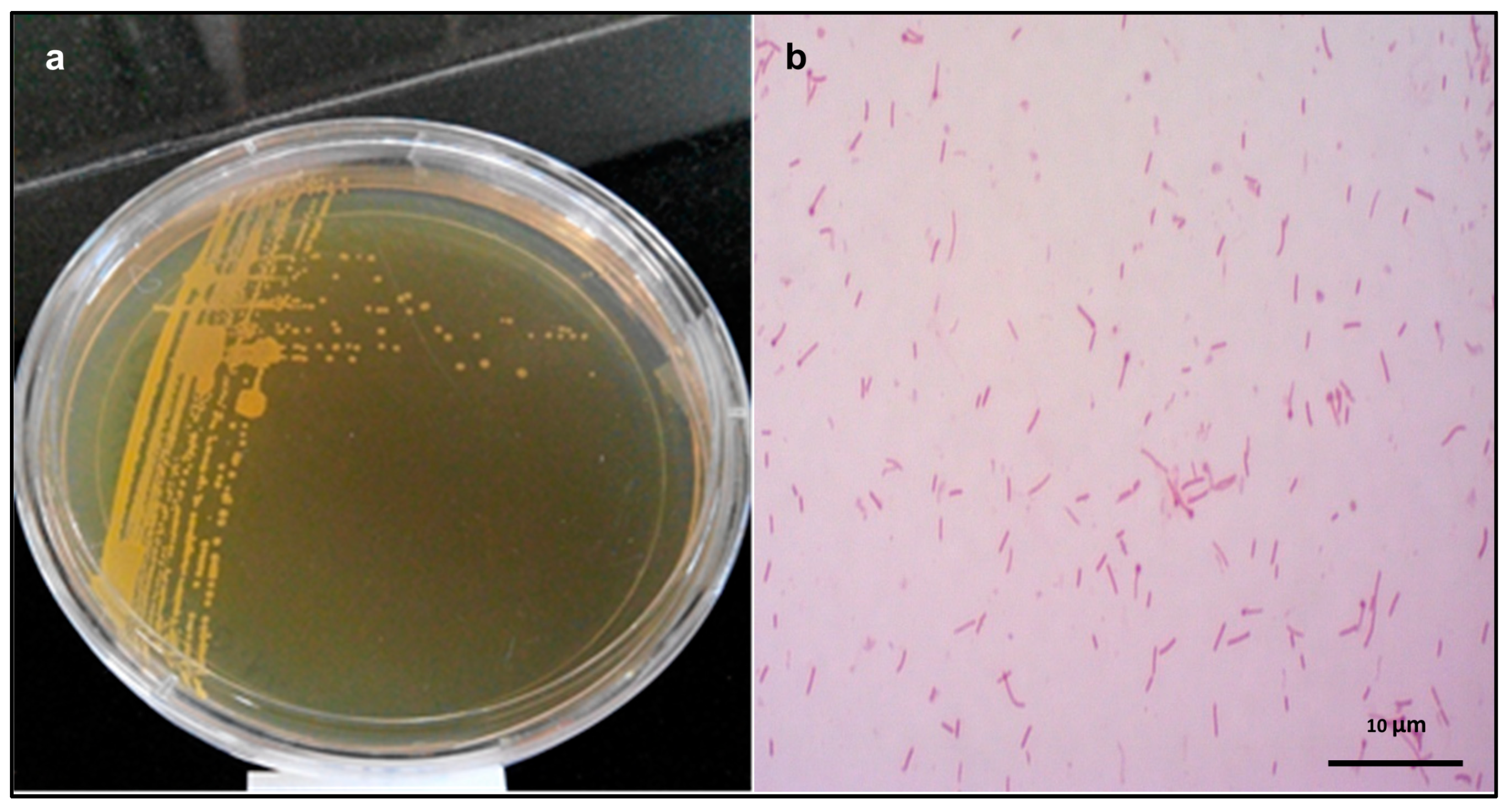 Microorganisms 07 00034 g001