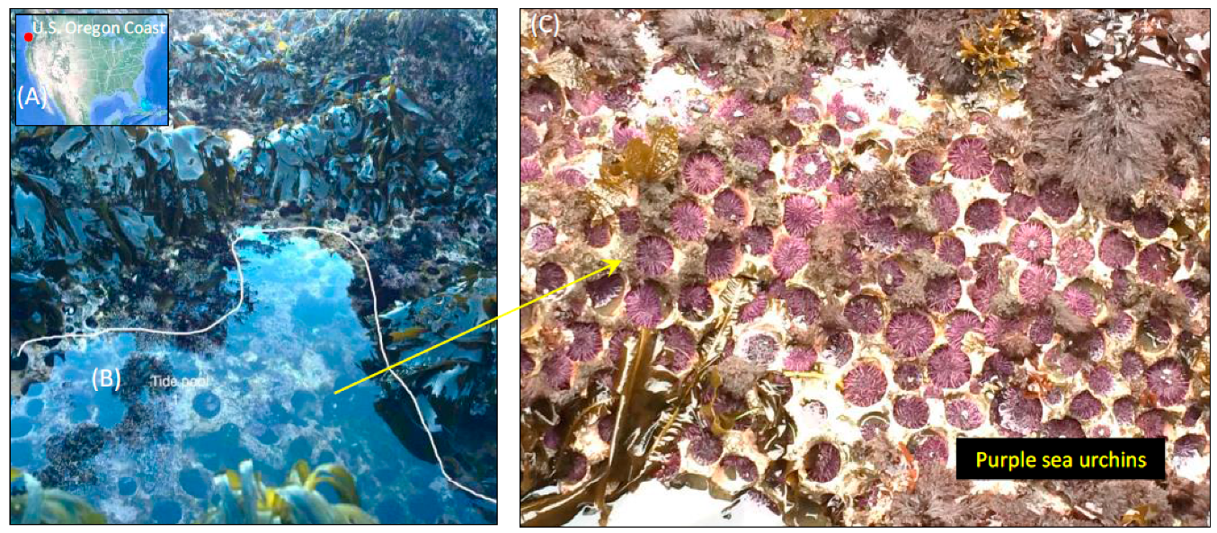 Microorganisms 07 00035 g001