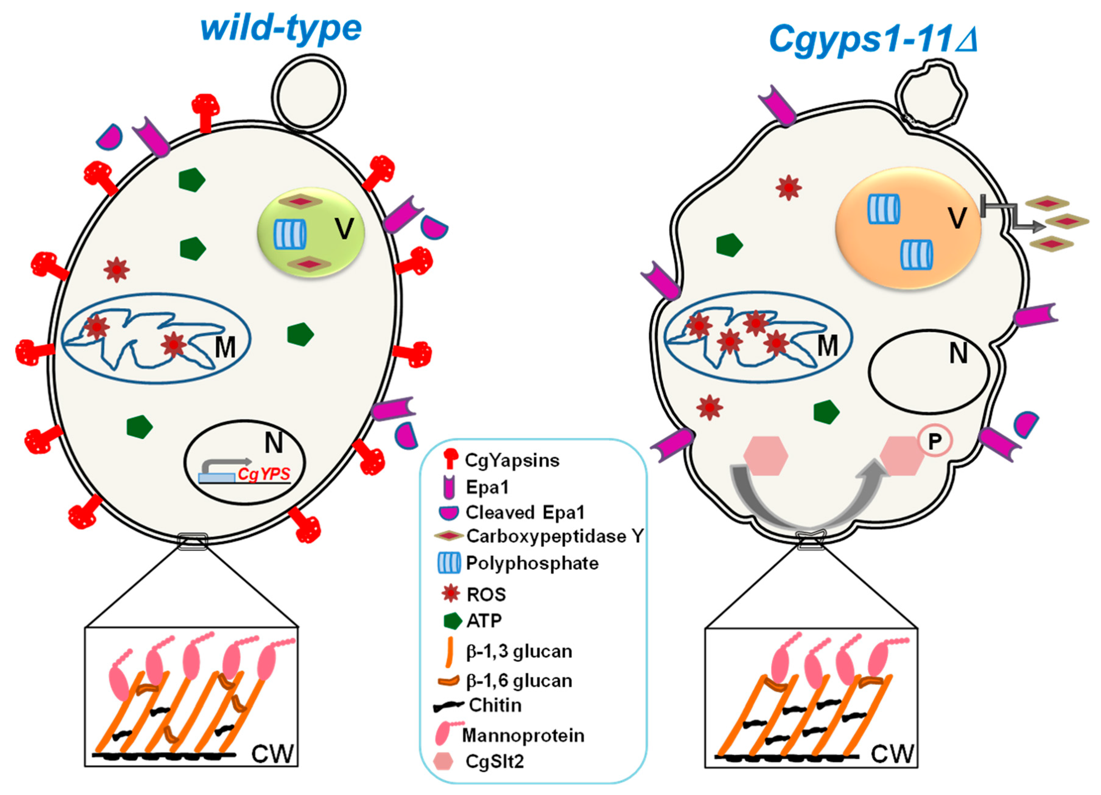 Microorganisms 07 00039 g001